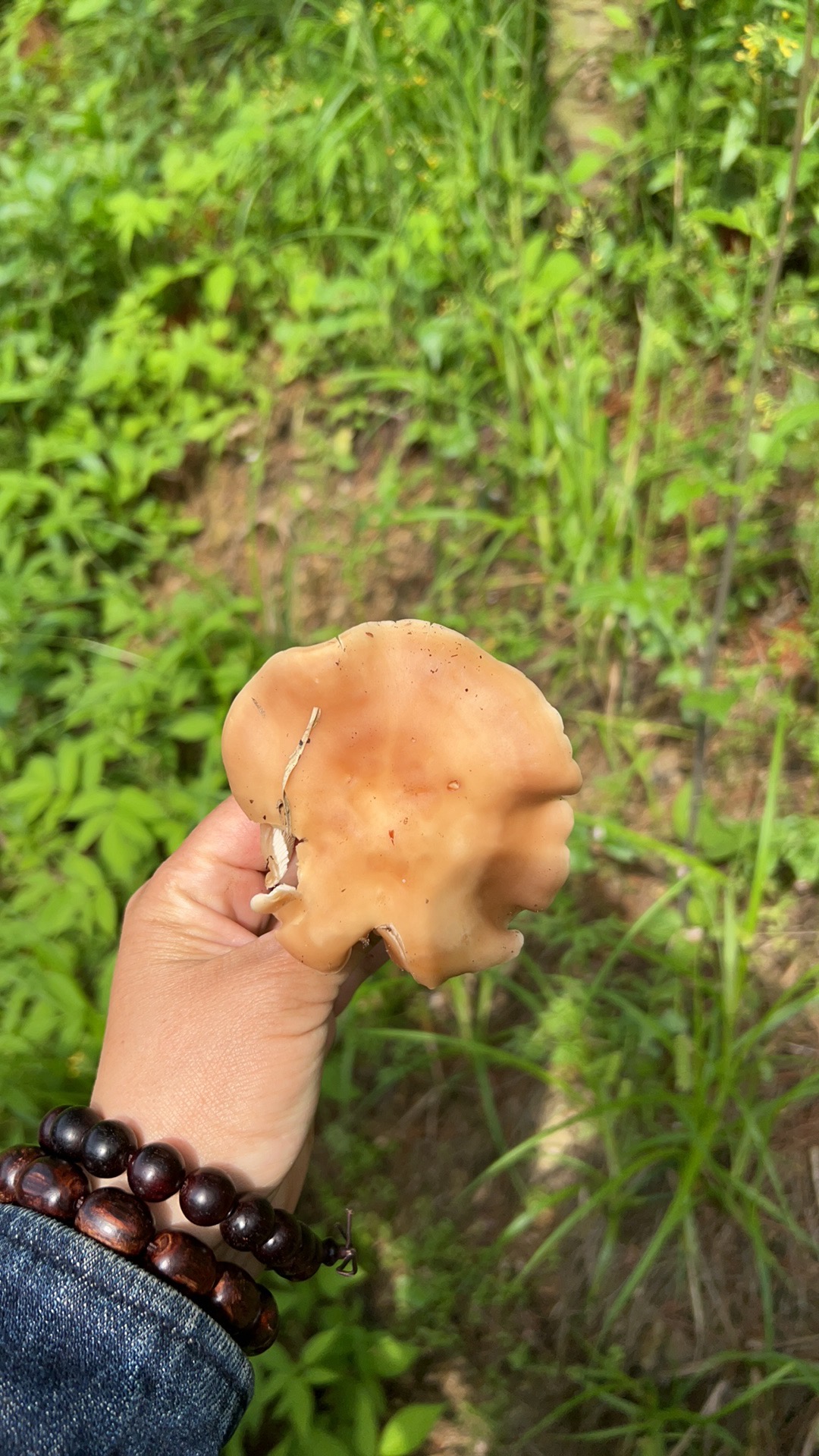 广义香蘑属一种