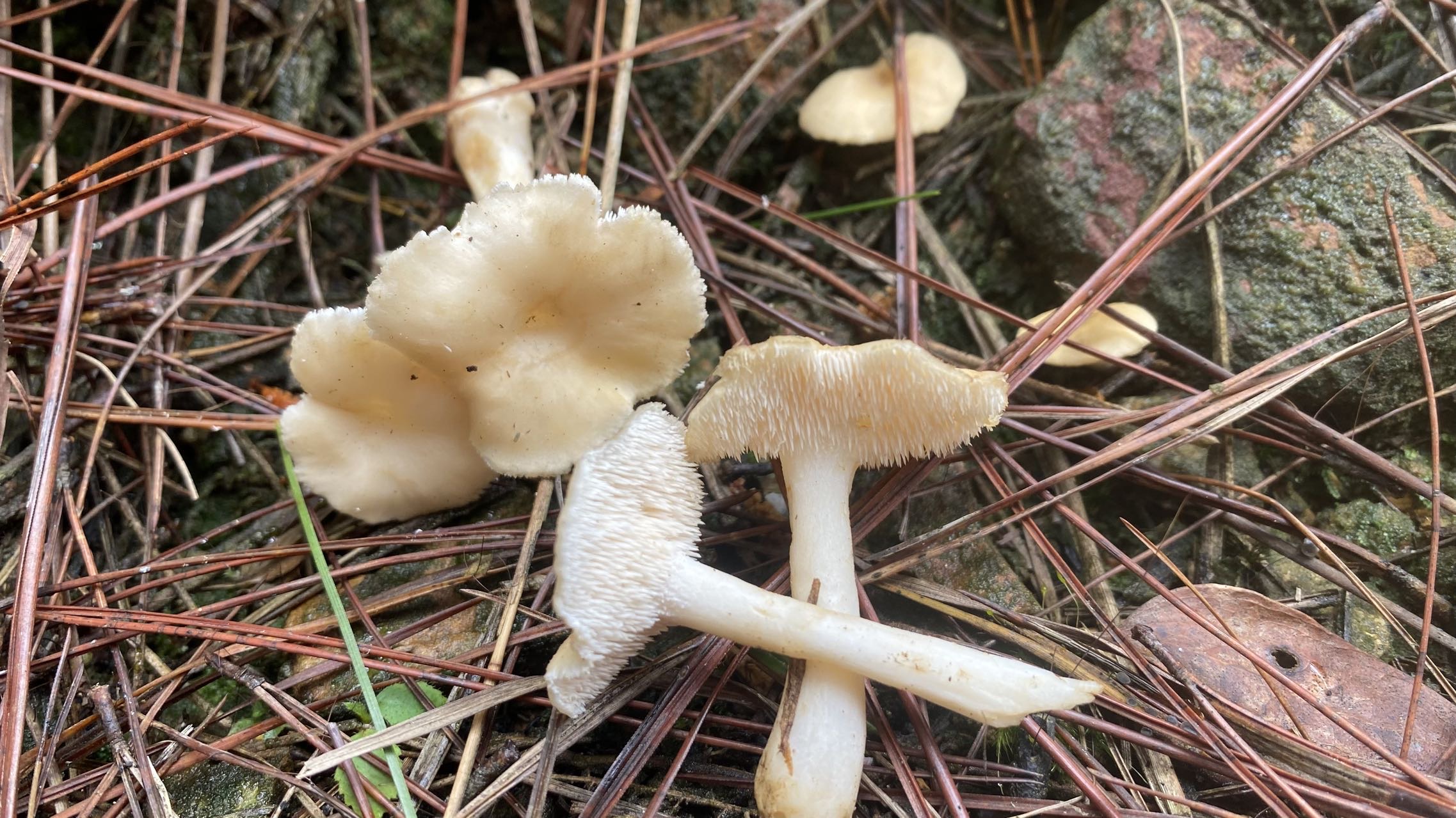 齿菌属