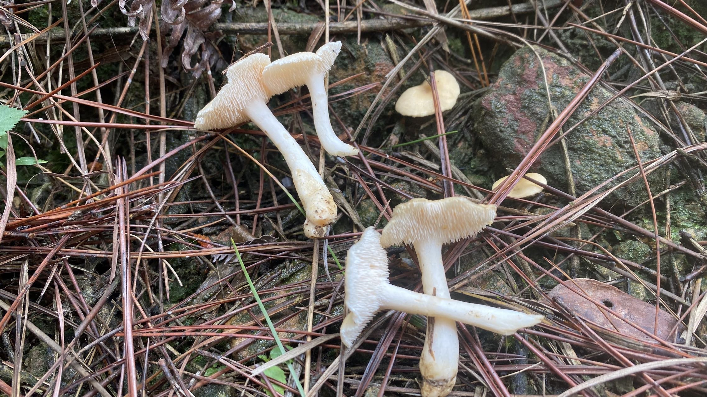 齿菌属
