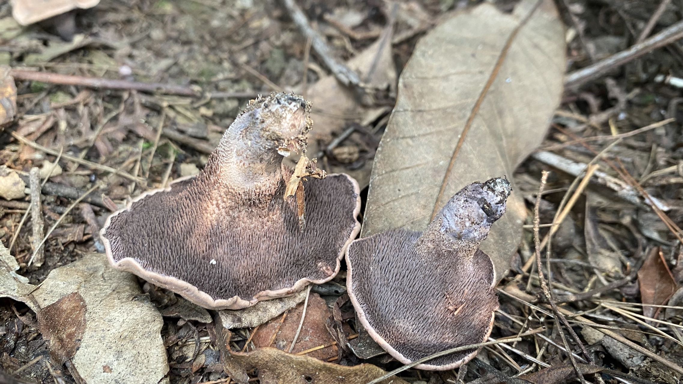 肉齿菌