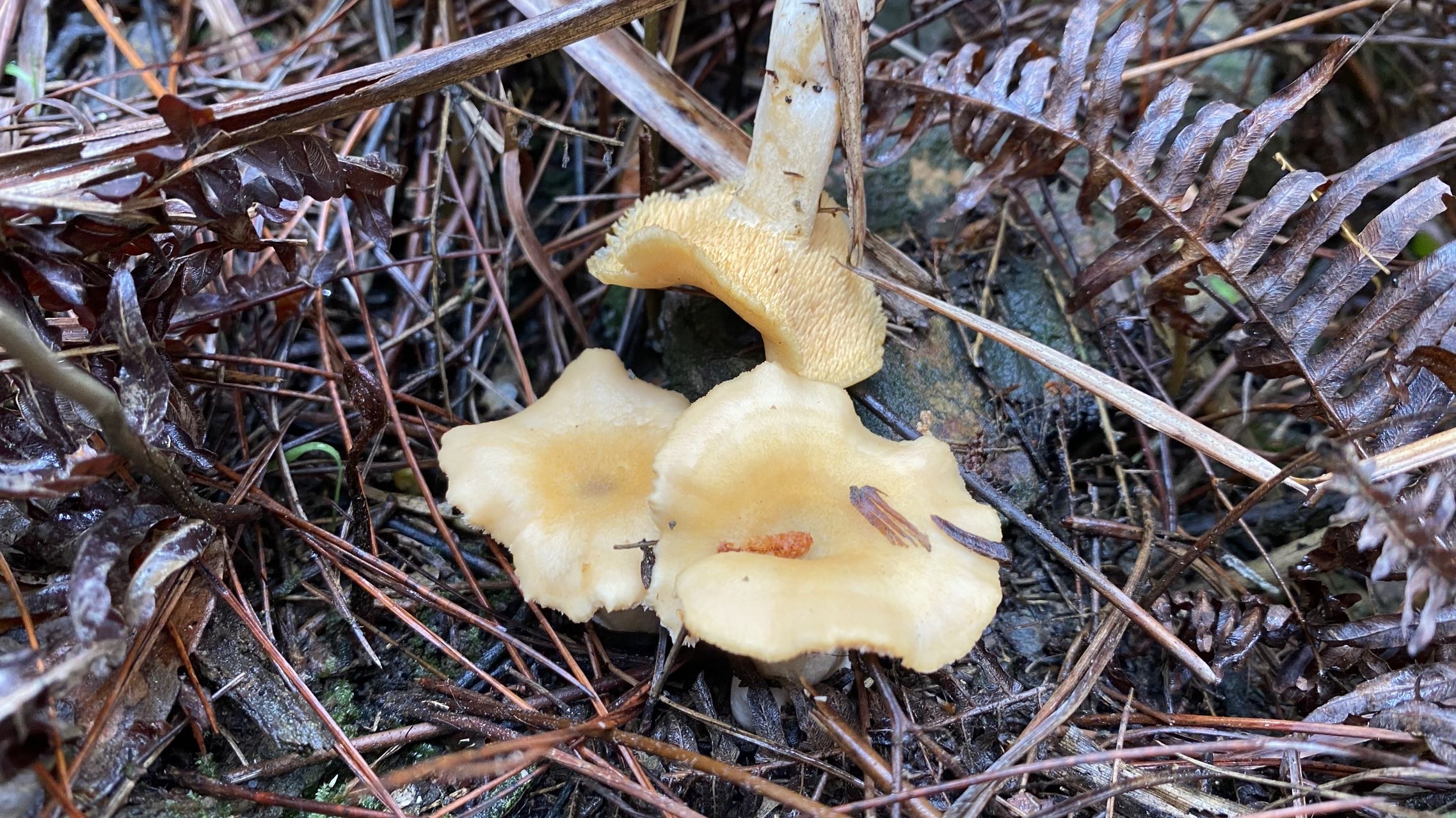 齿菌属