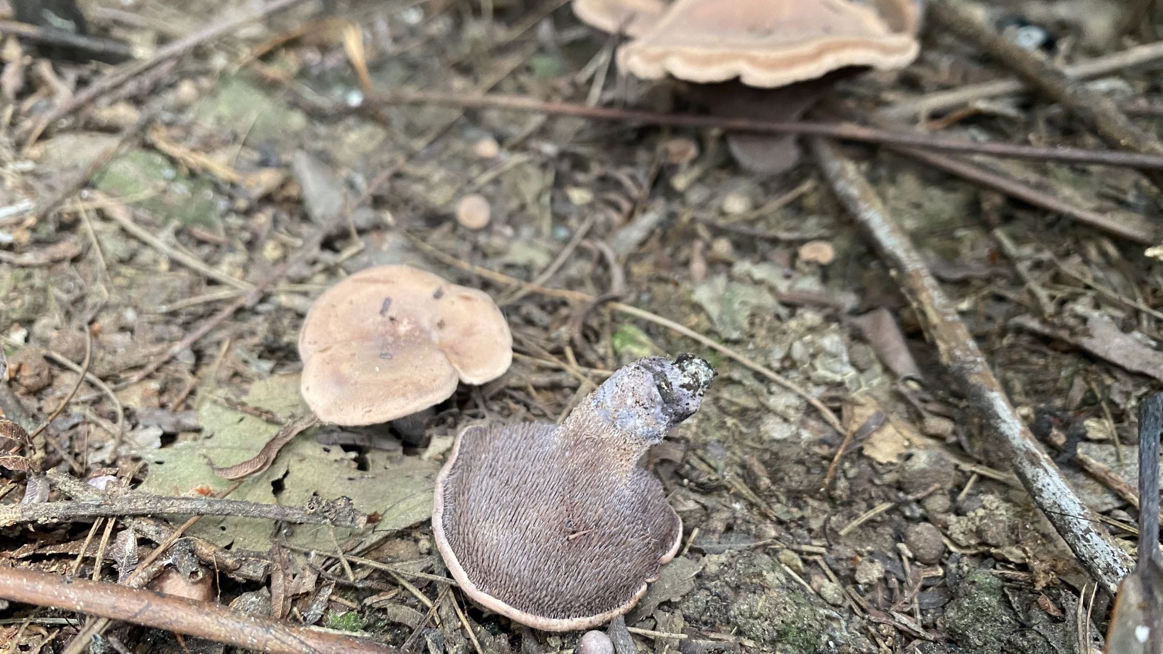 肉齿菌