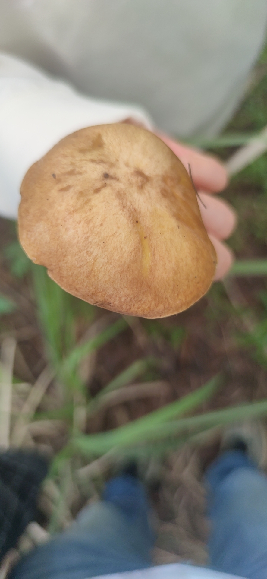 标本照片