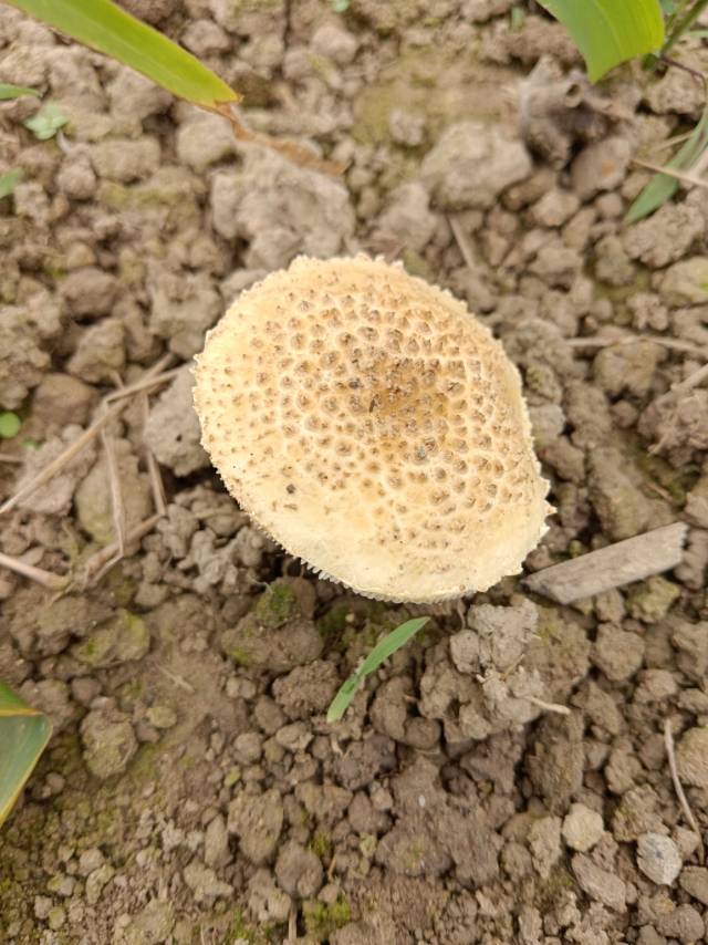 鹅膏属一种