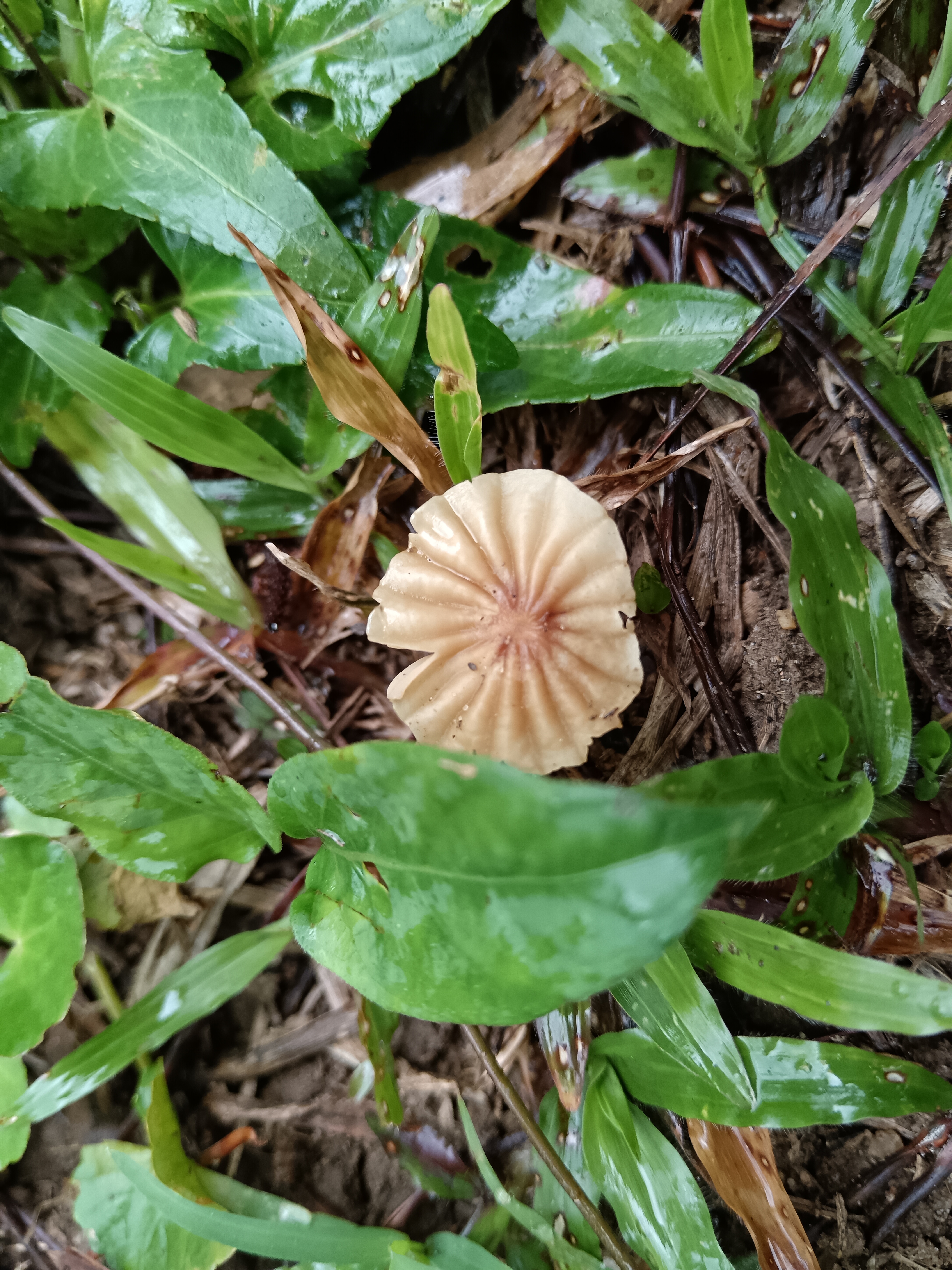 紫条沟小皮伞