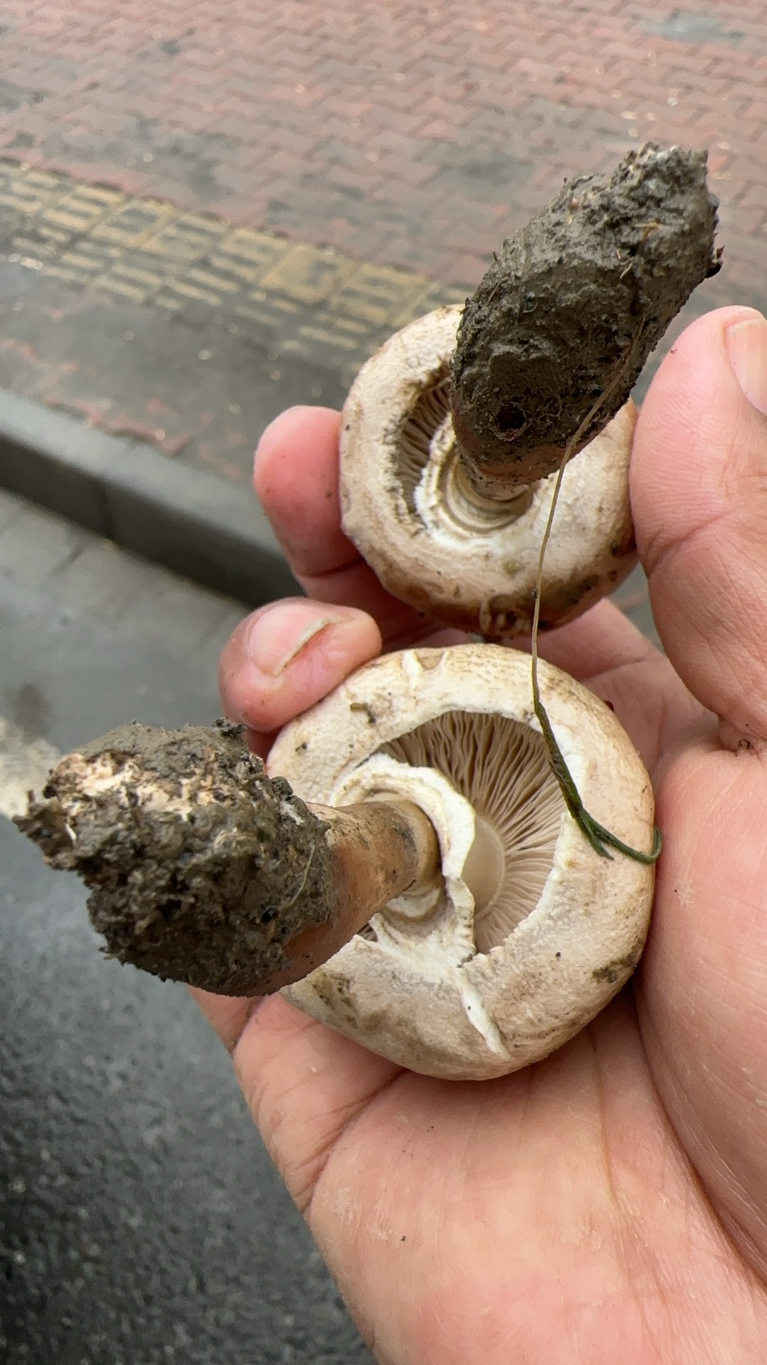 粉褶白环蘑