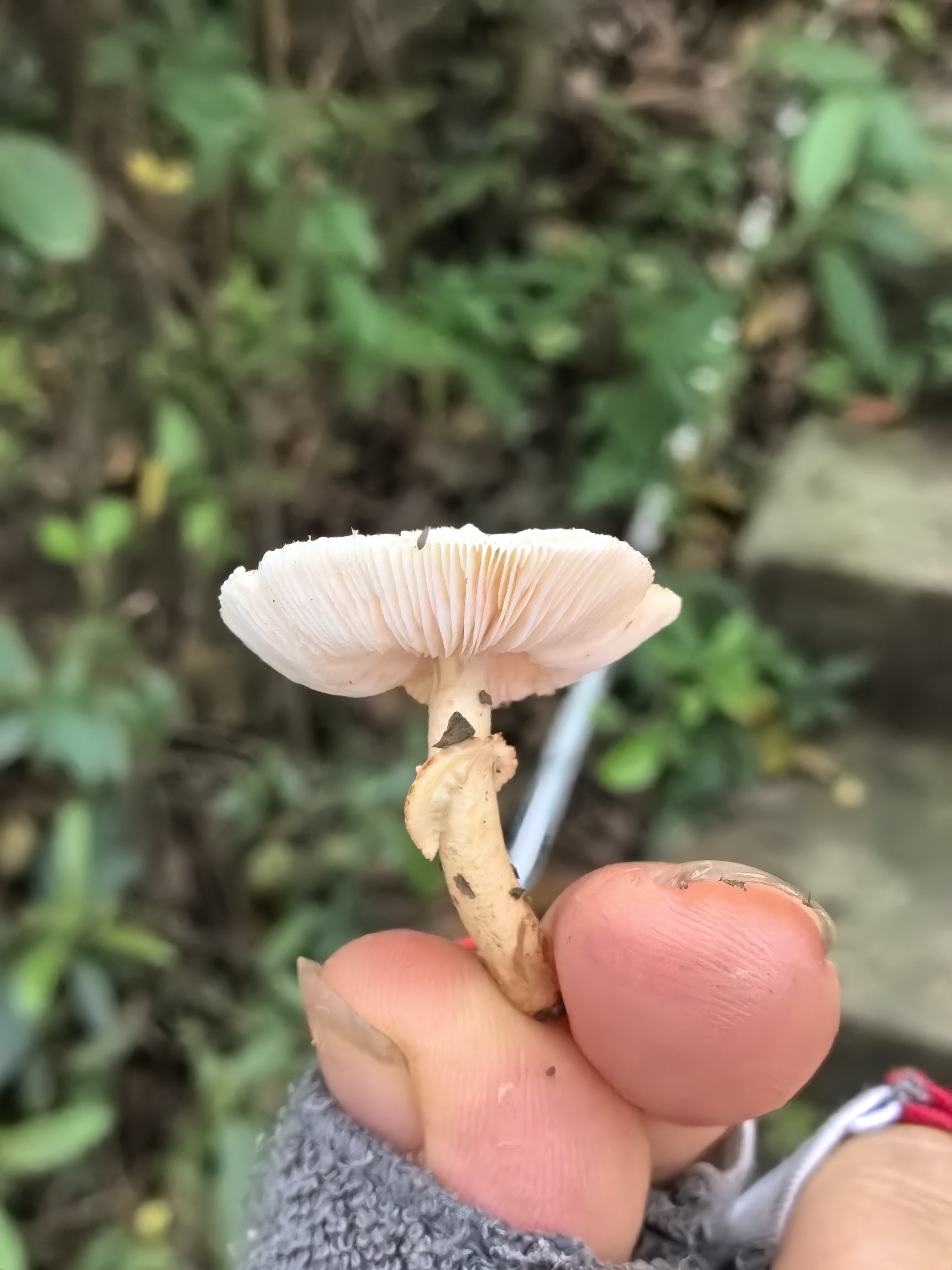 白环蘑属一种