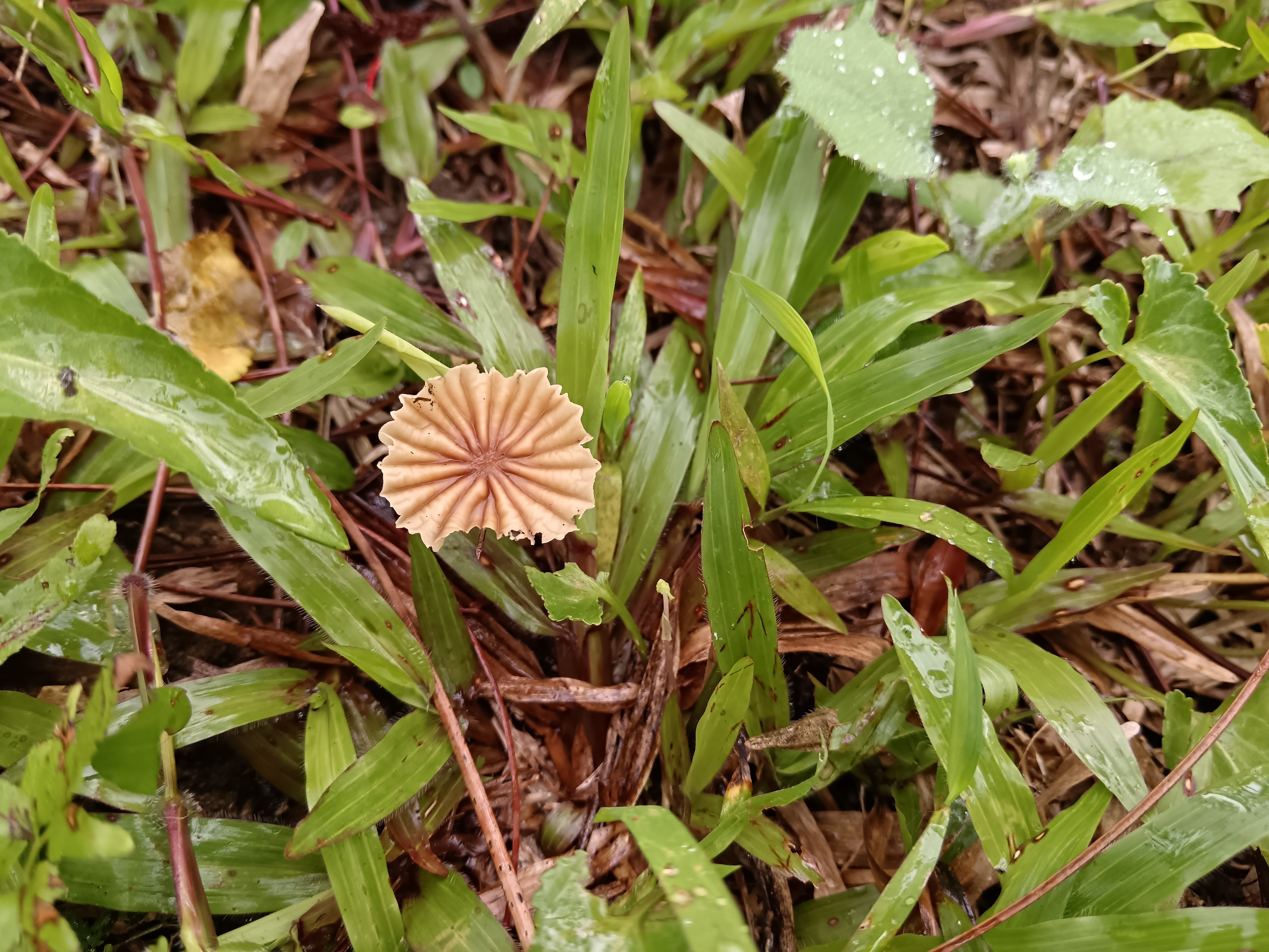 紫条沟小皮伞