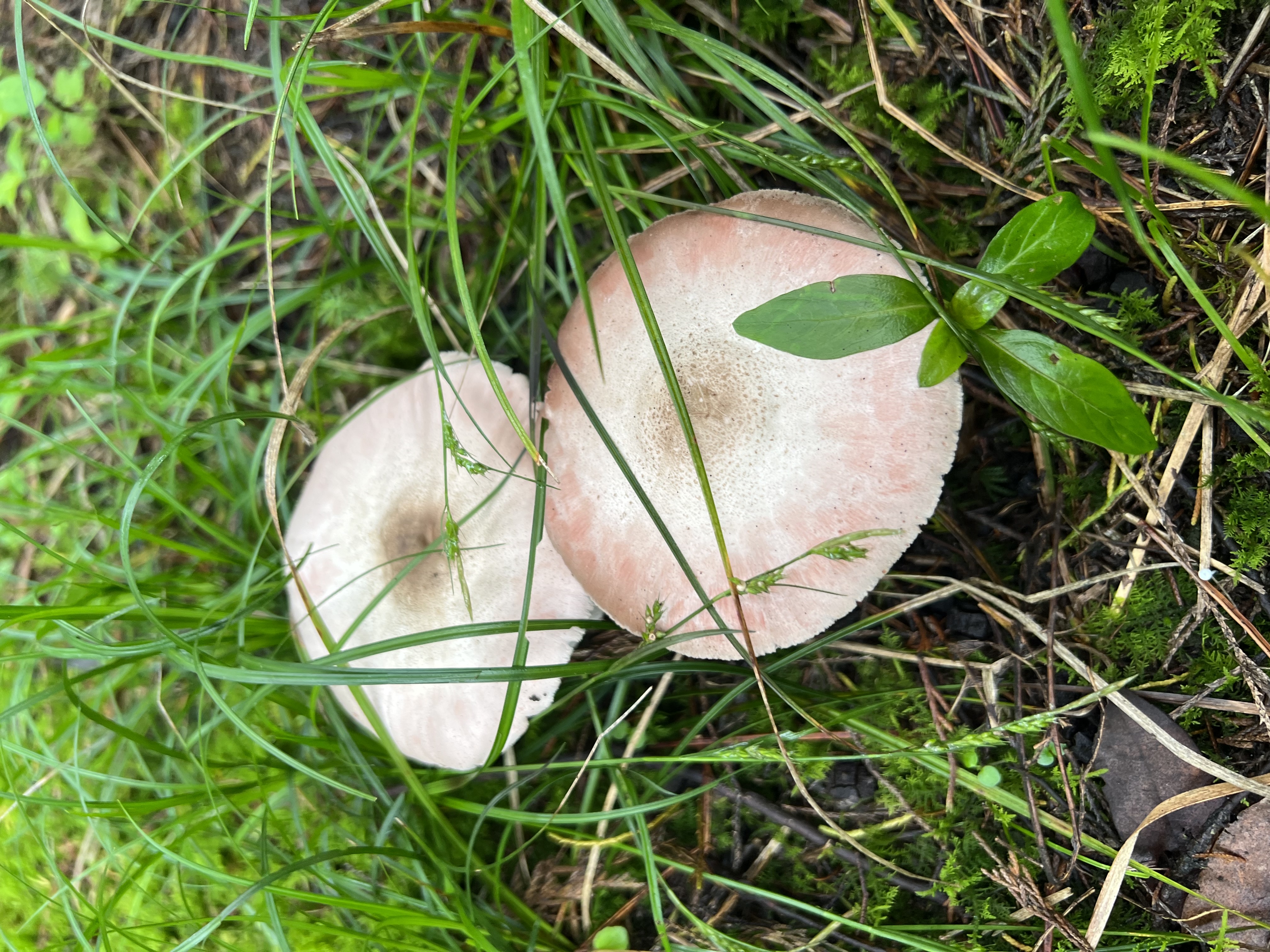 黄斑蘑菇