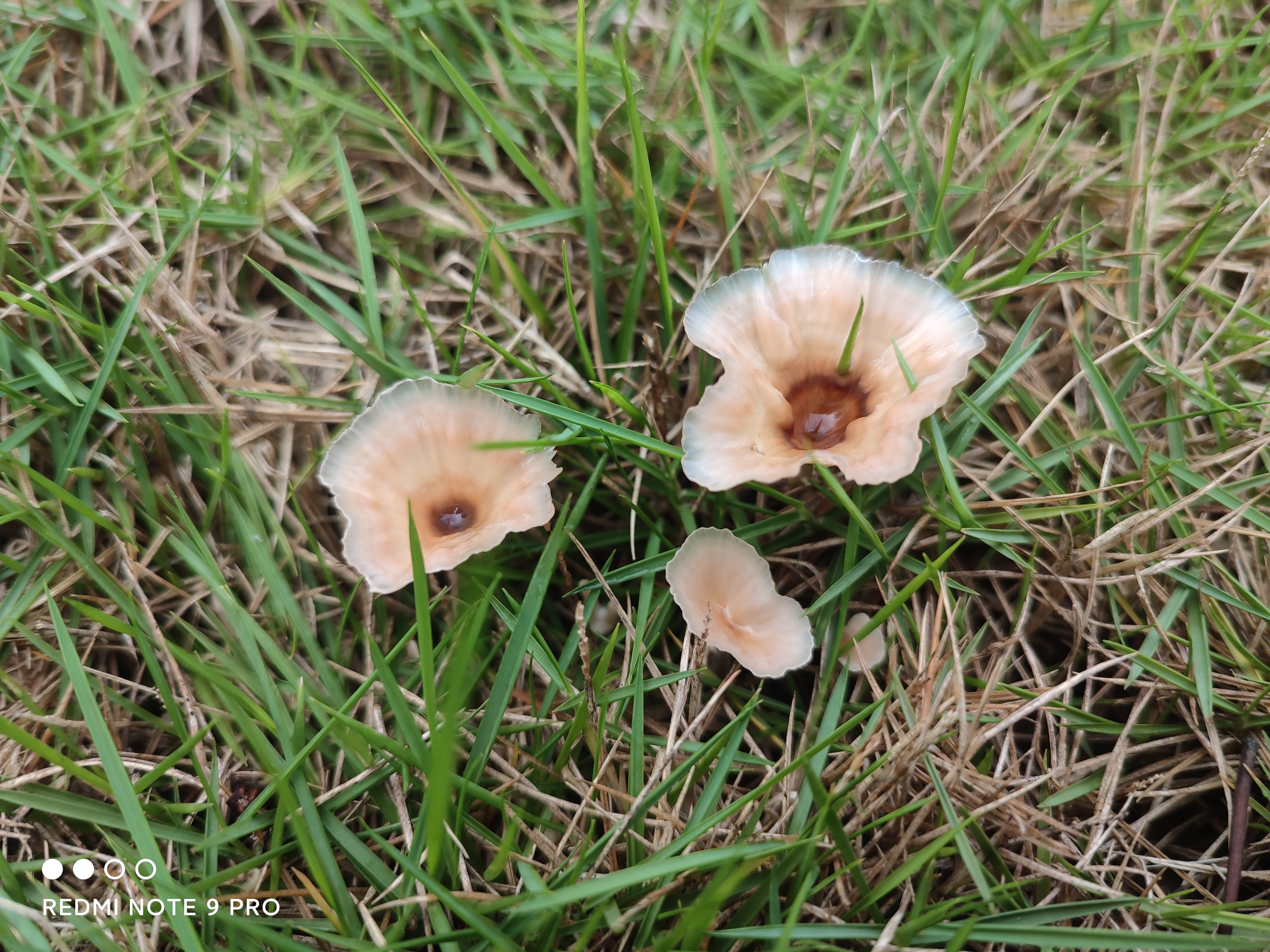 热带柄杯菌