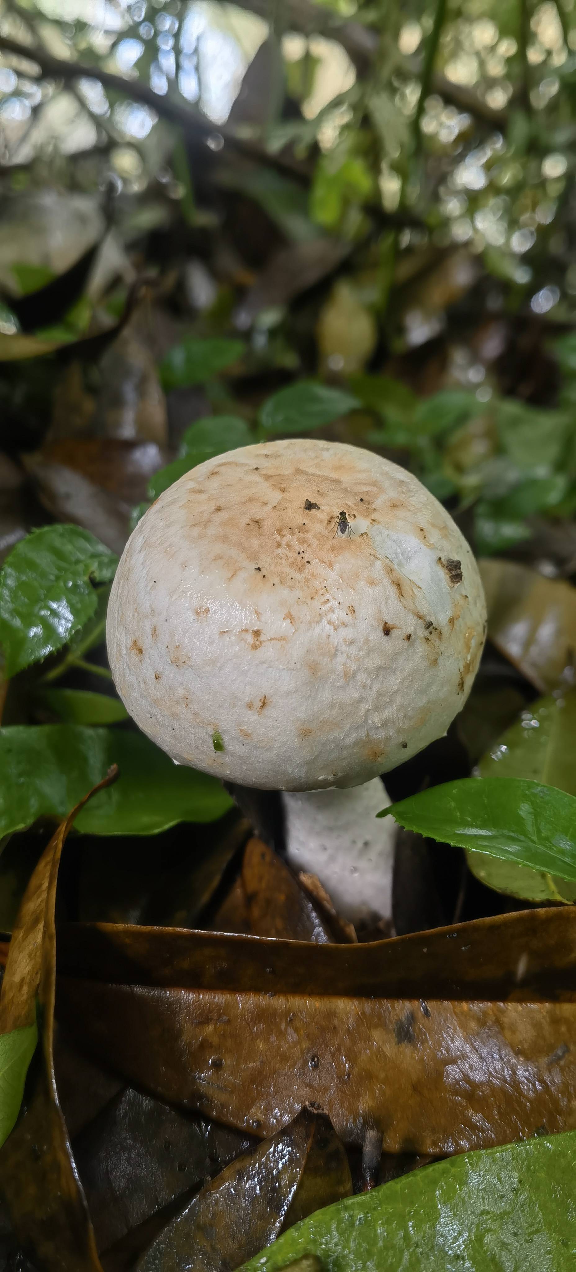 蘑菇属一种