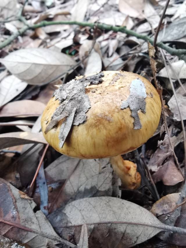 标本照片