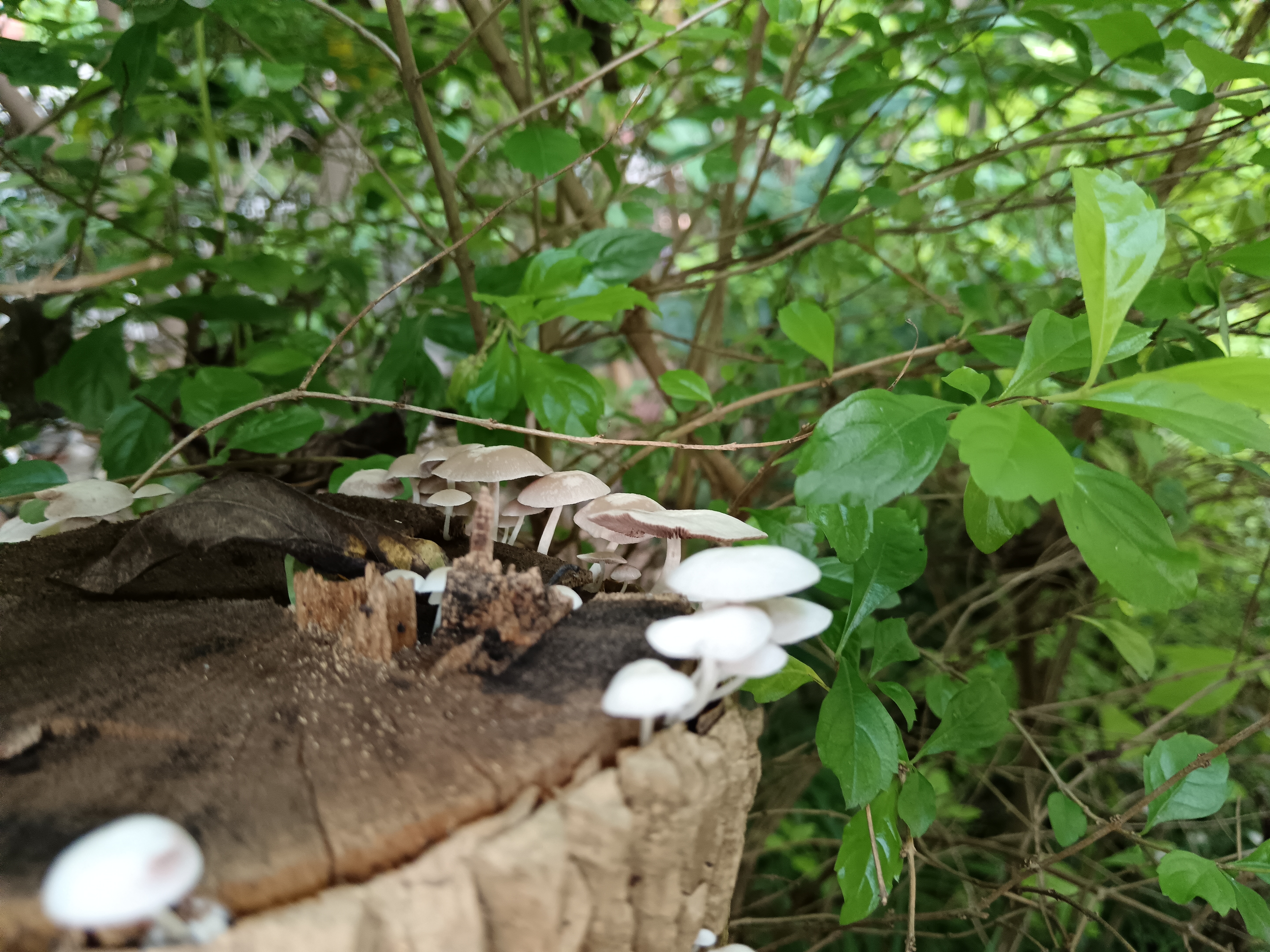微小脆柄菇