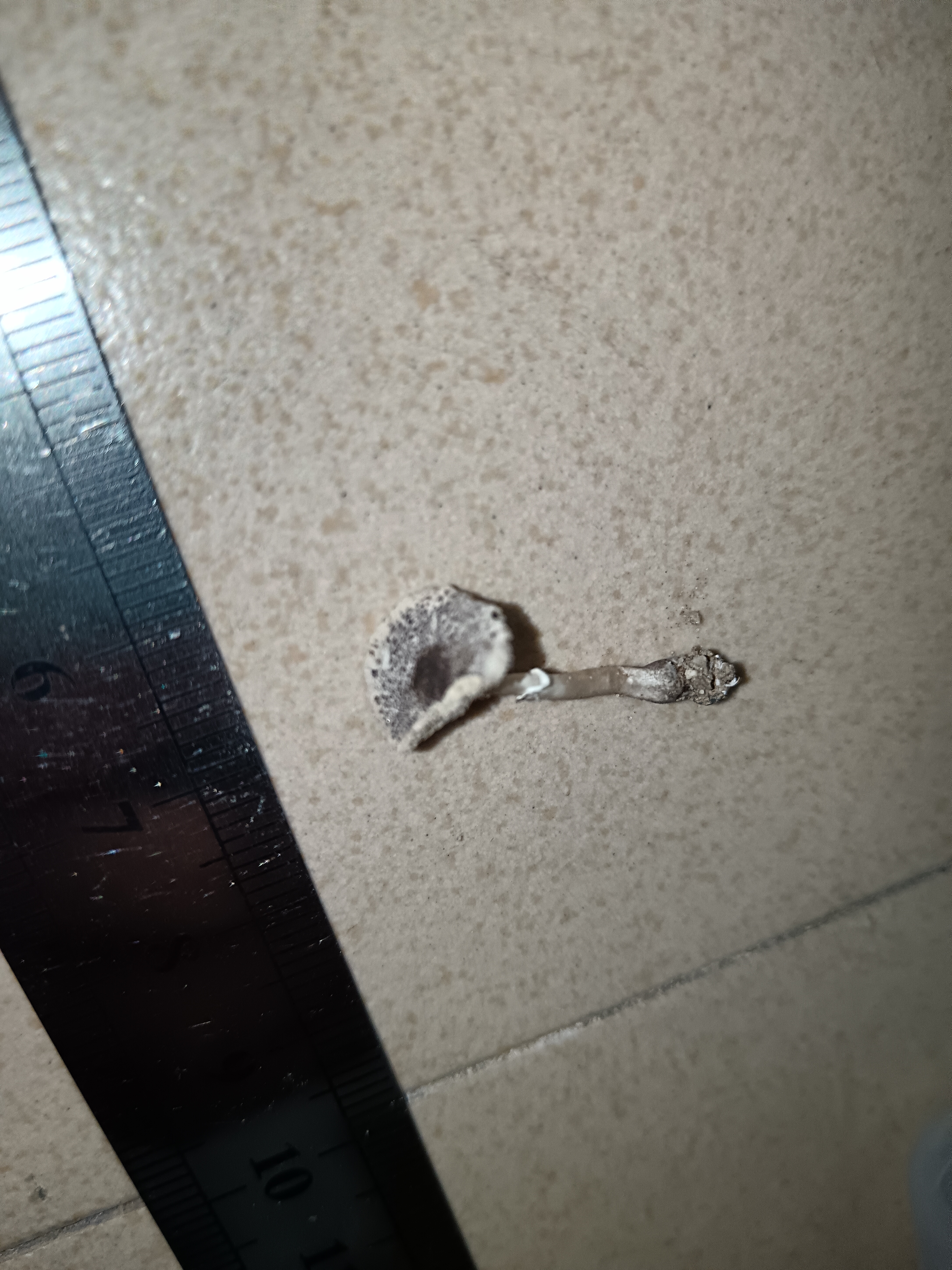 白鬼伞属一种