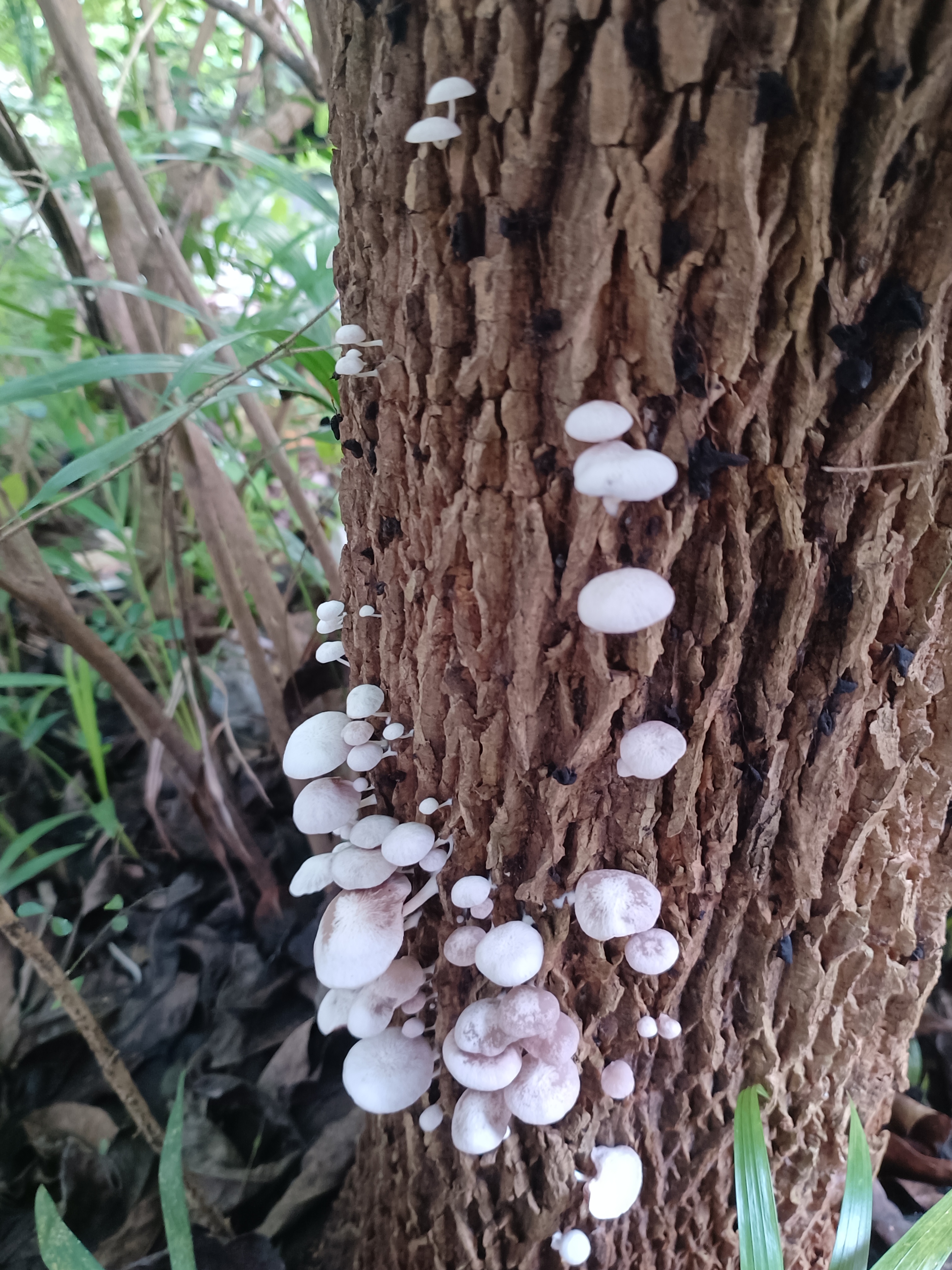 微小脆柄菇