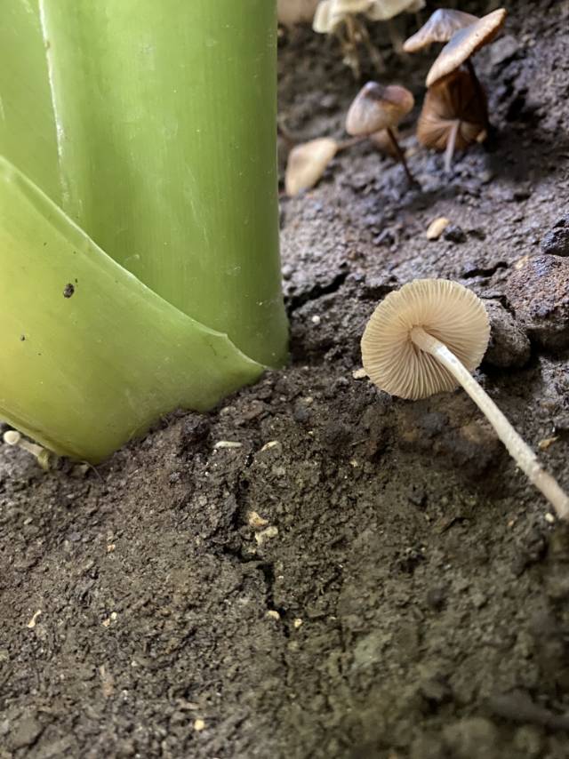 脆柄菇属一种