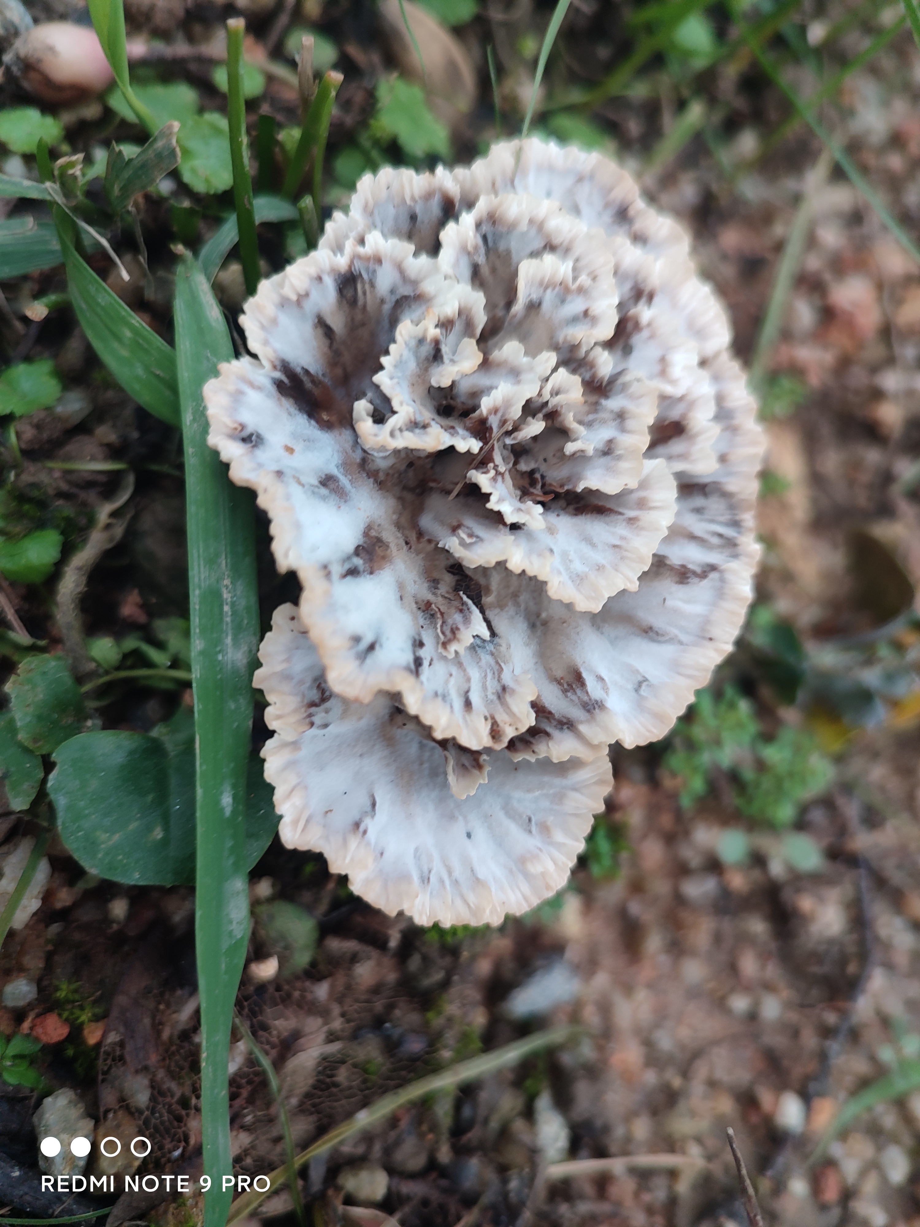 热带柄杯菌
