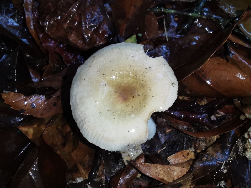 疑似红菇属异褶亚属新种