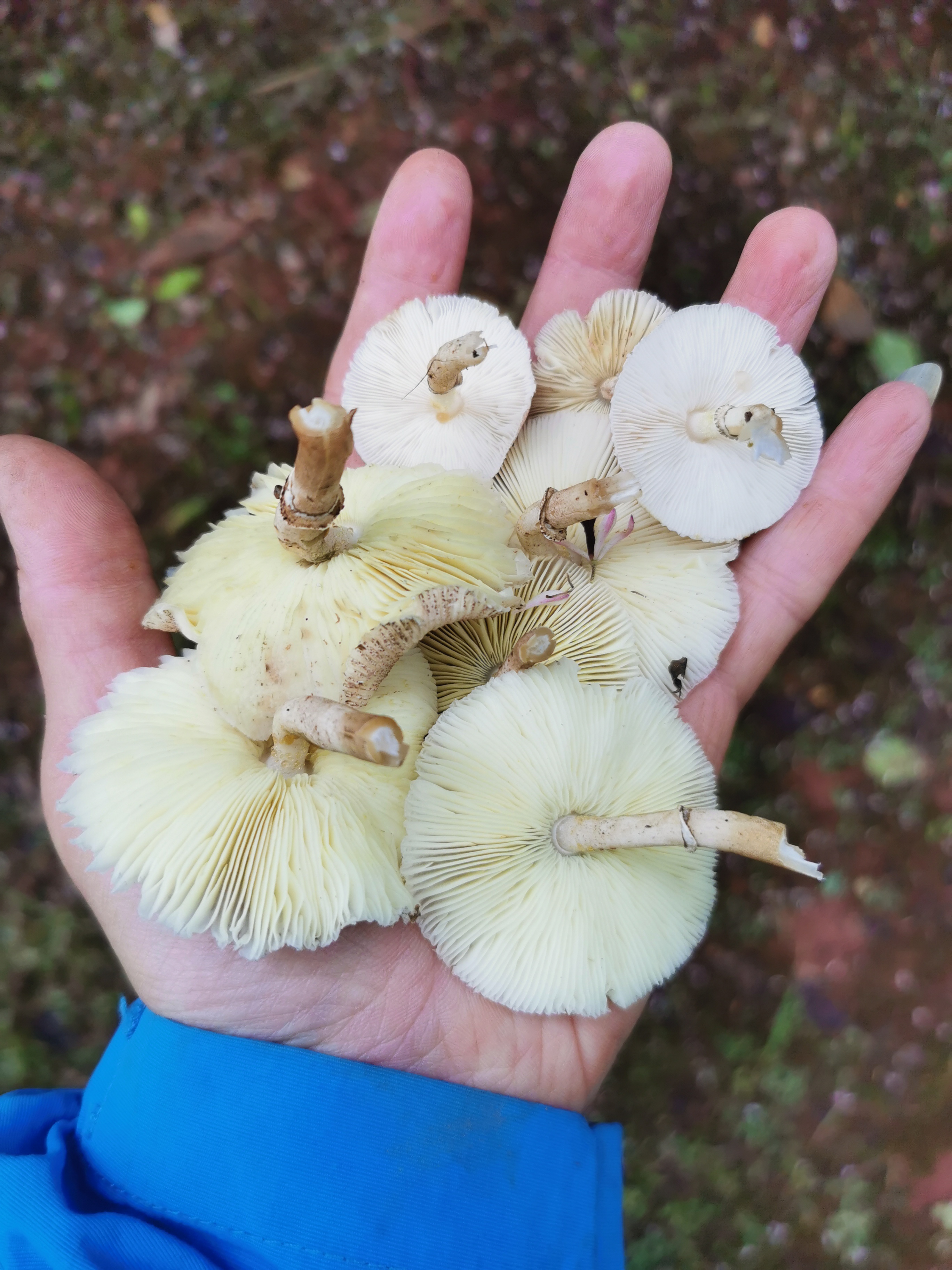 白环蘑属一种