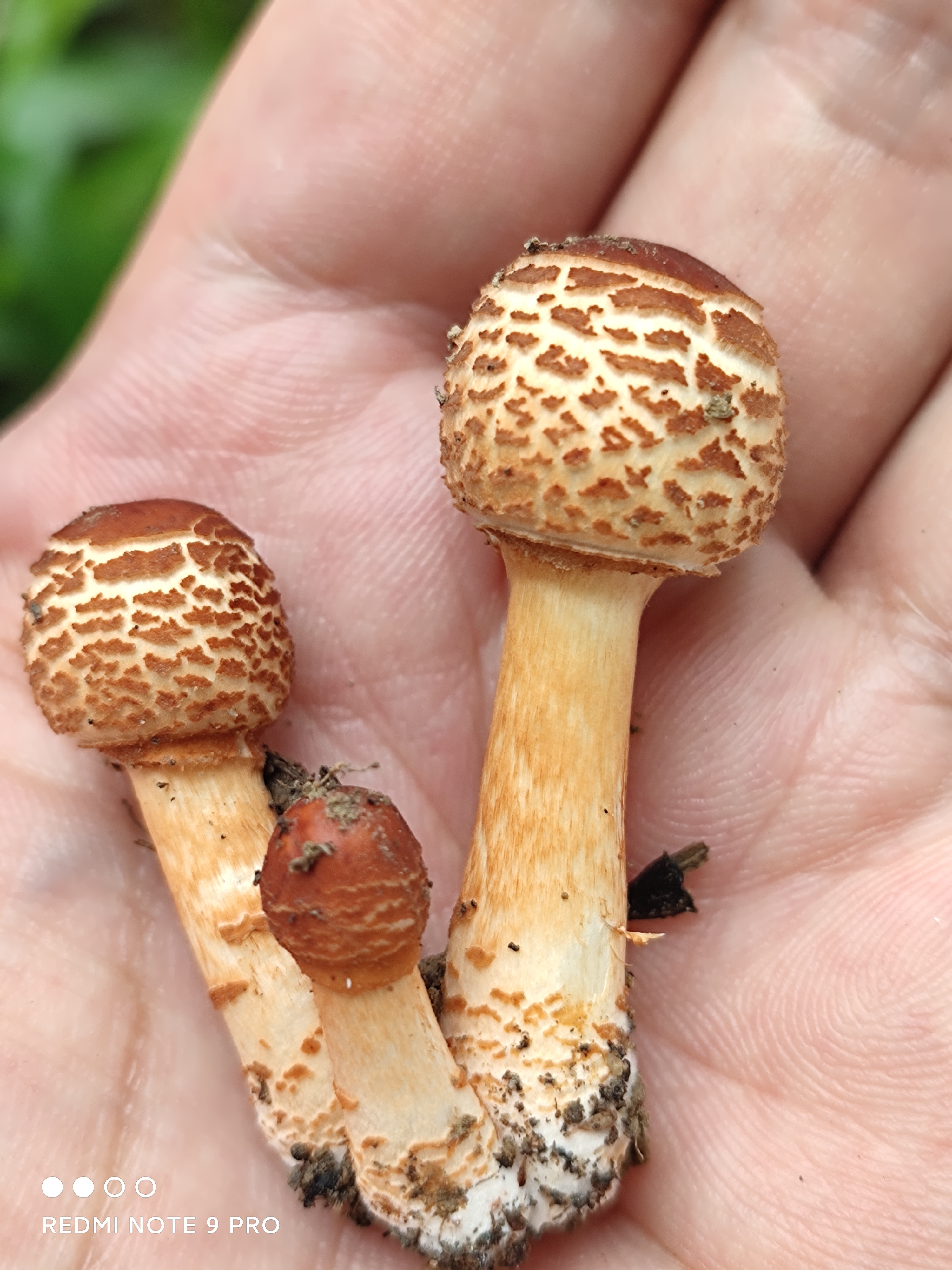 环柄菇属一种