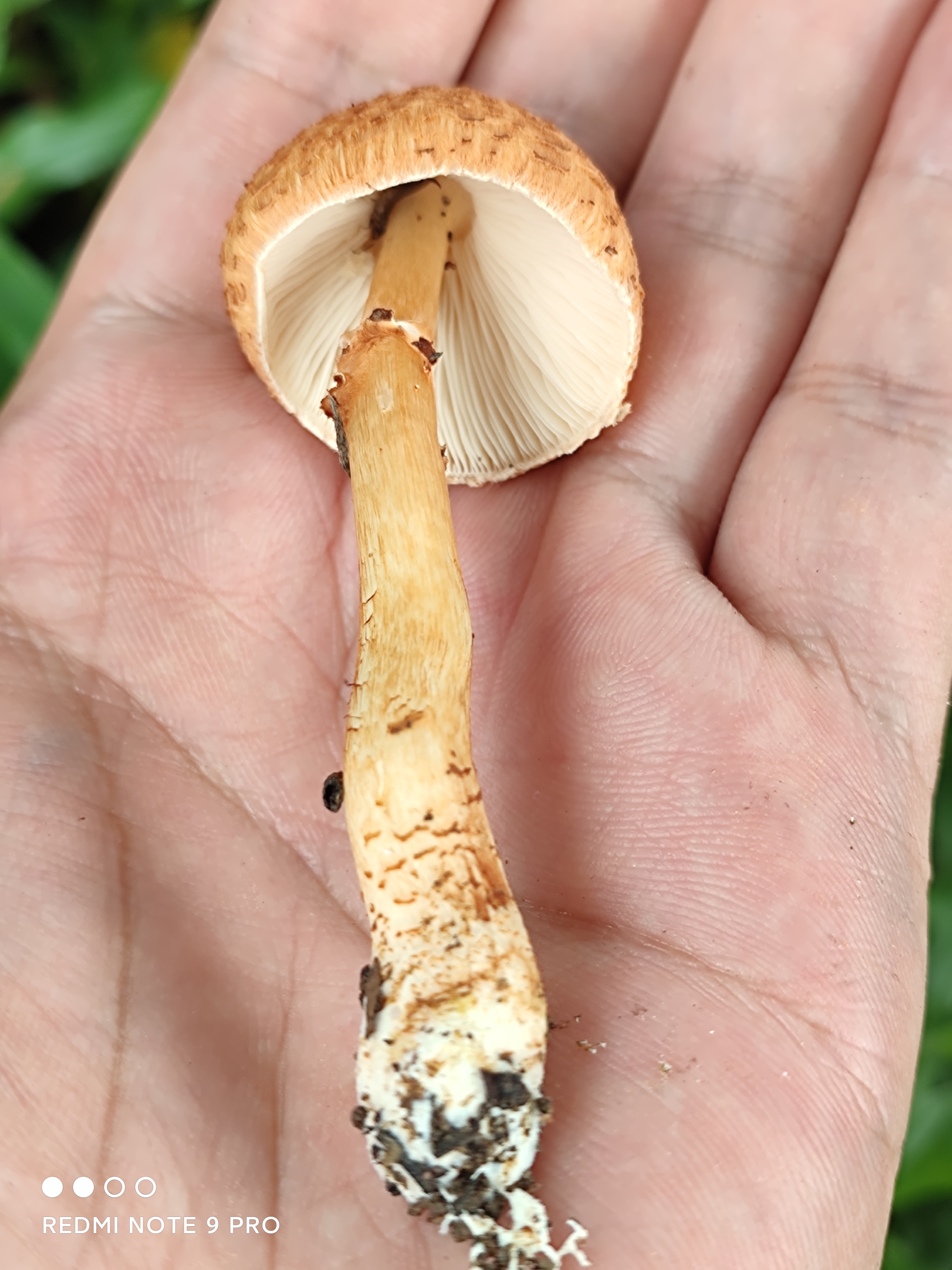环柄菇属一种