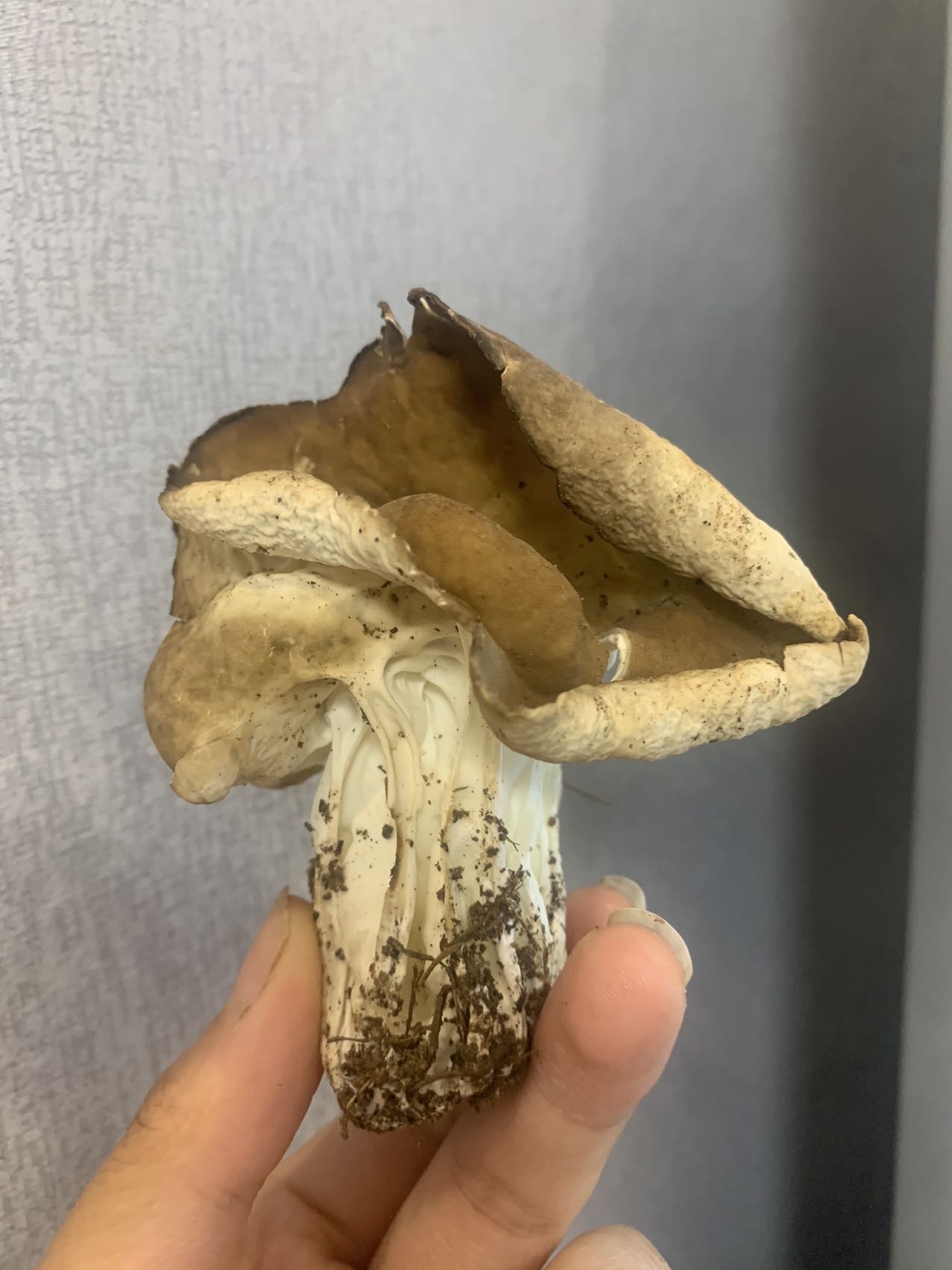 马鞍菌