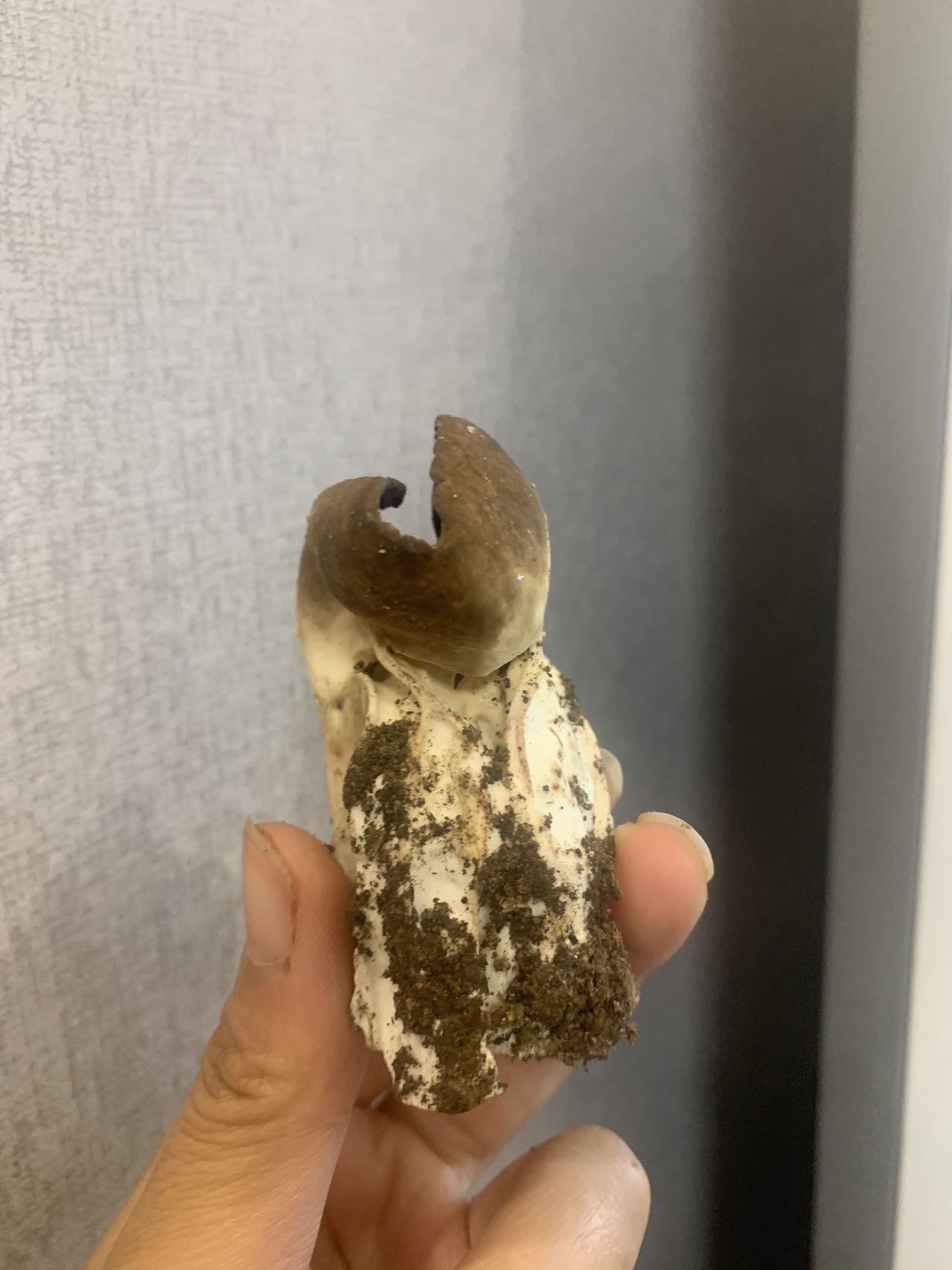 马鞍菌