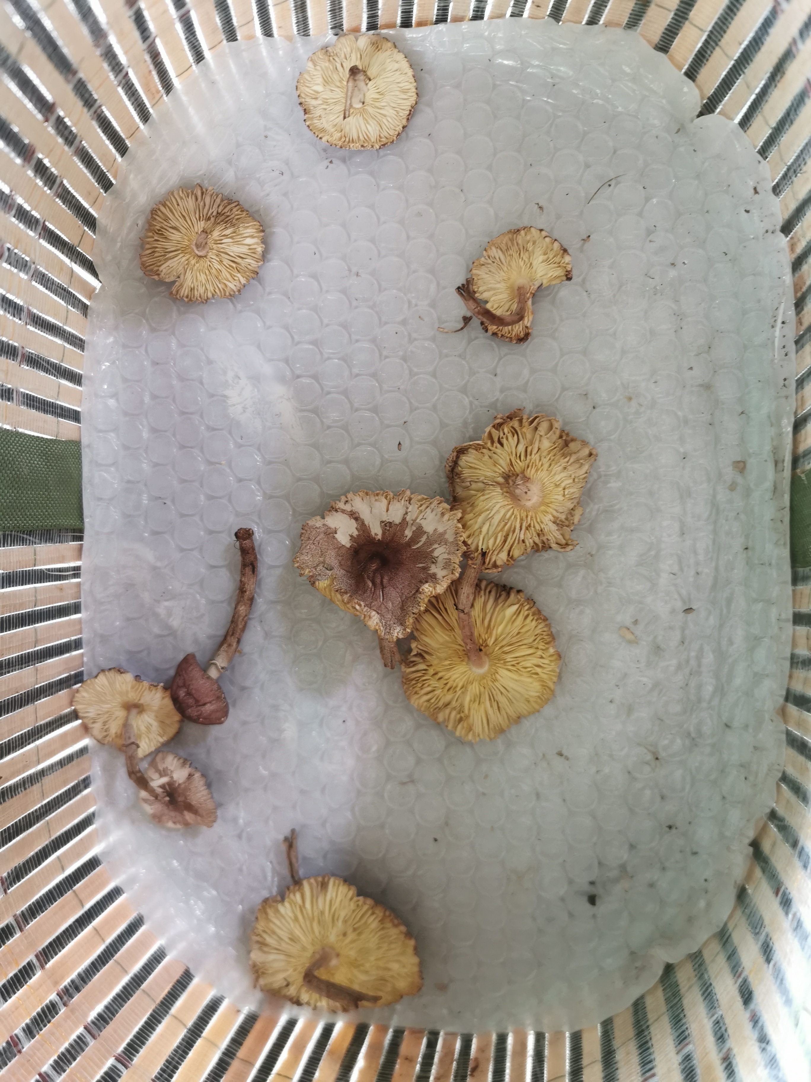 白环蘑属一种
