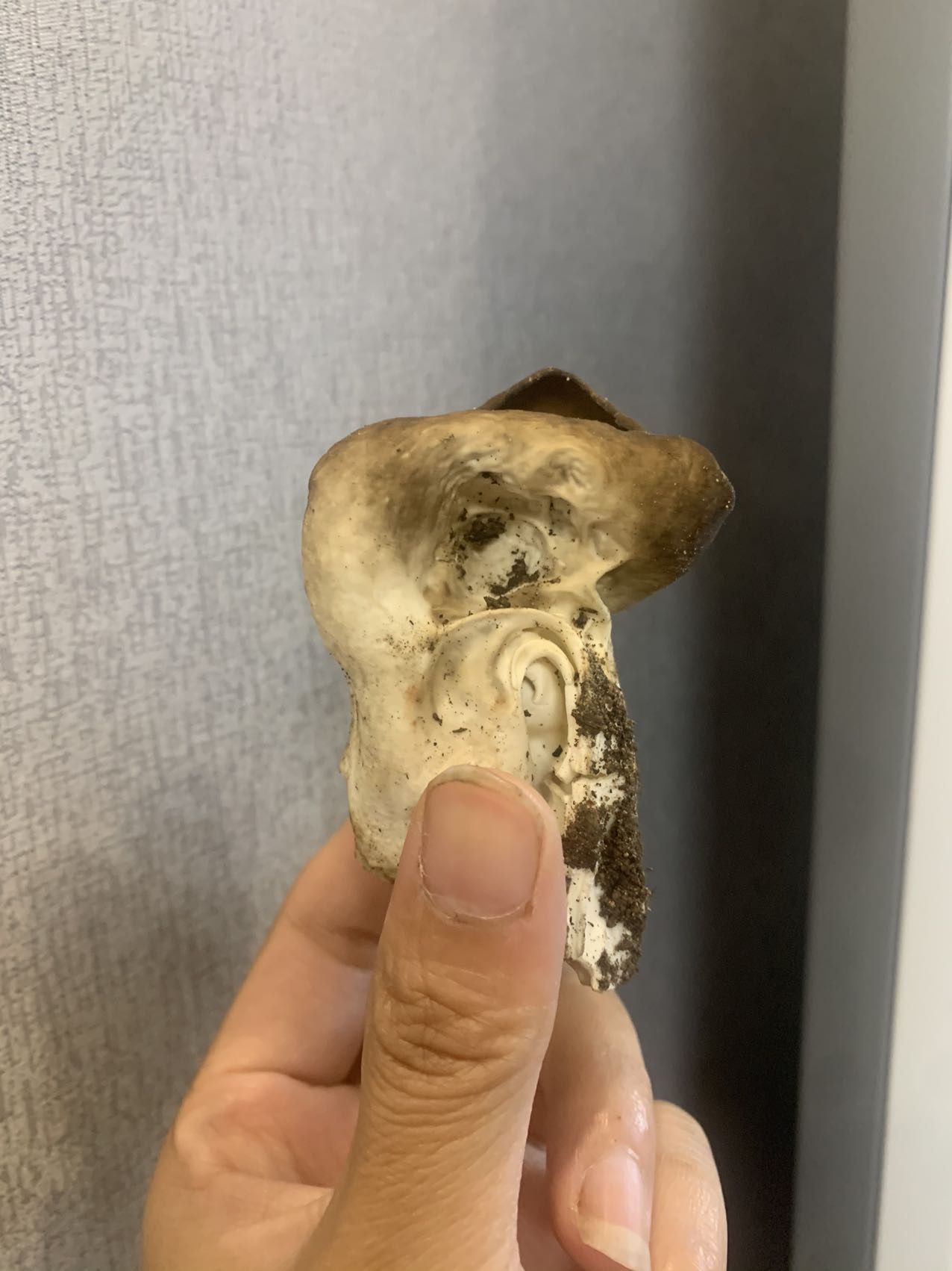 马鞍菌