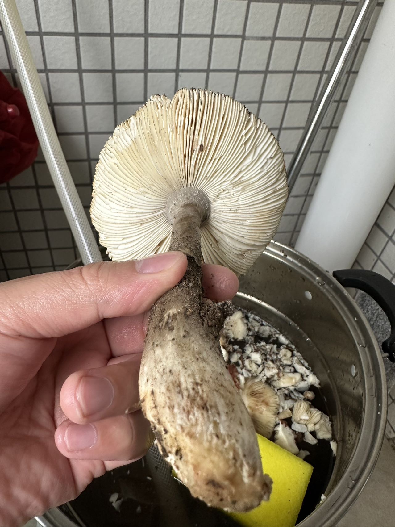 标本照片