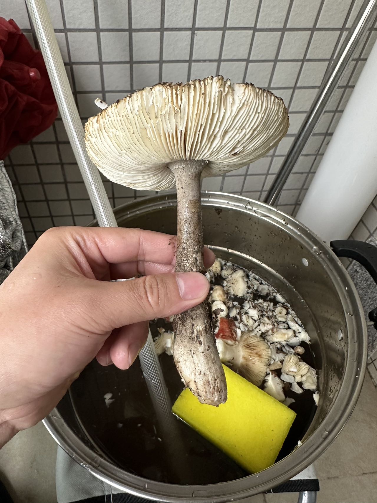 标本照片