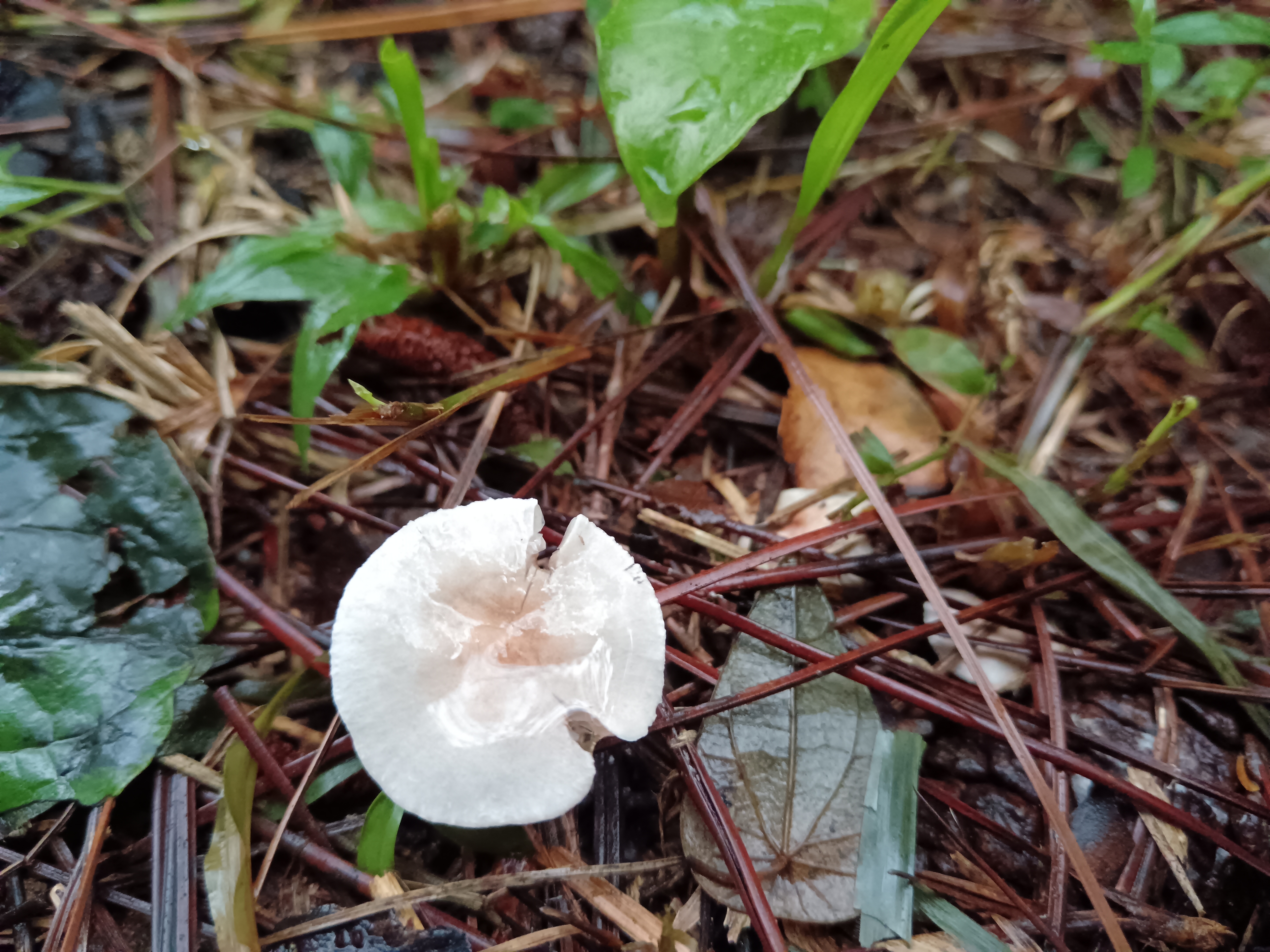 黄白脆柄菇复合群