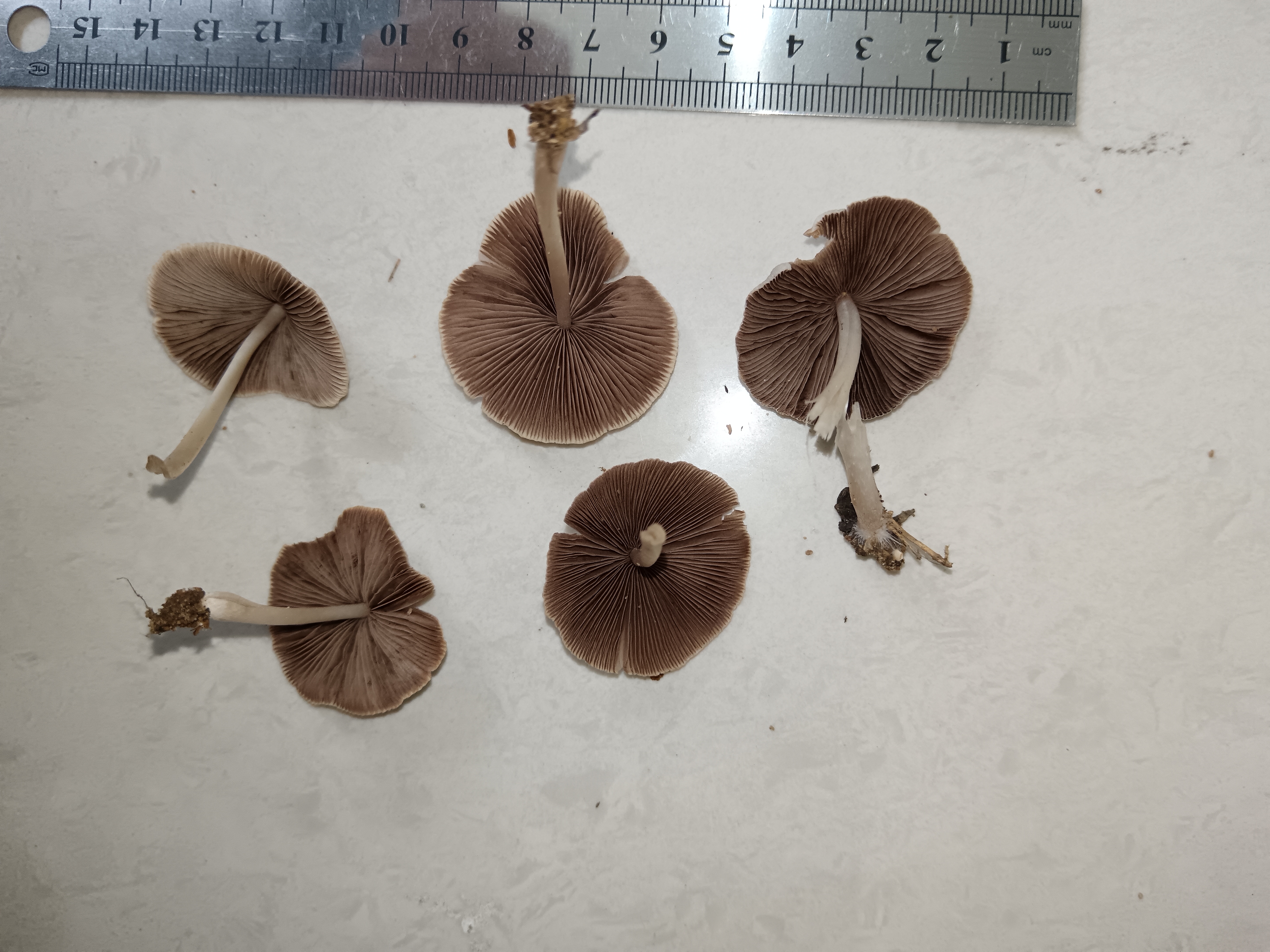 黄白脆柄菇复合群