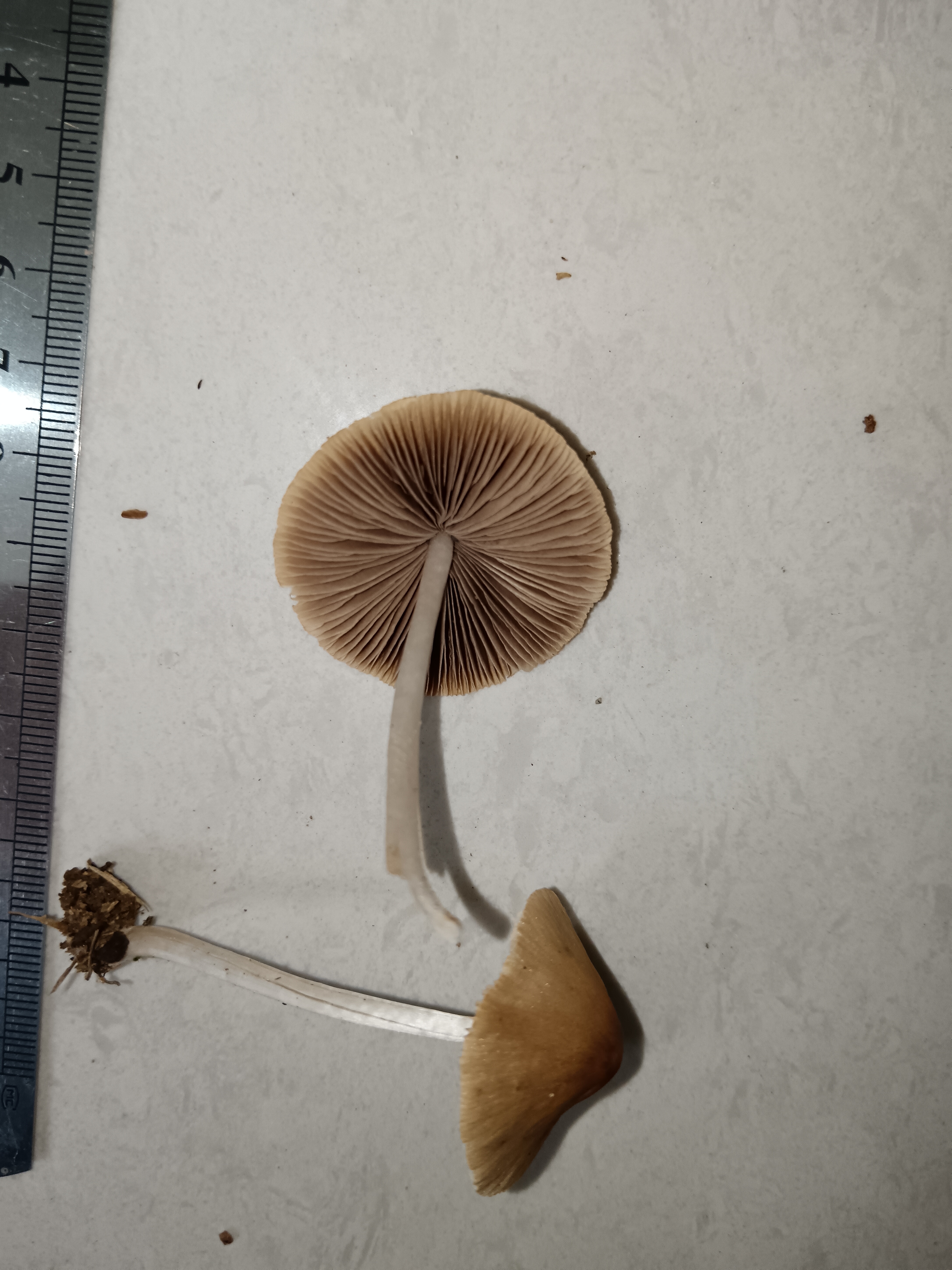 黄白脆柄菇复合群