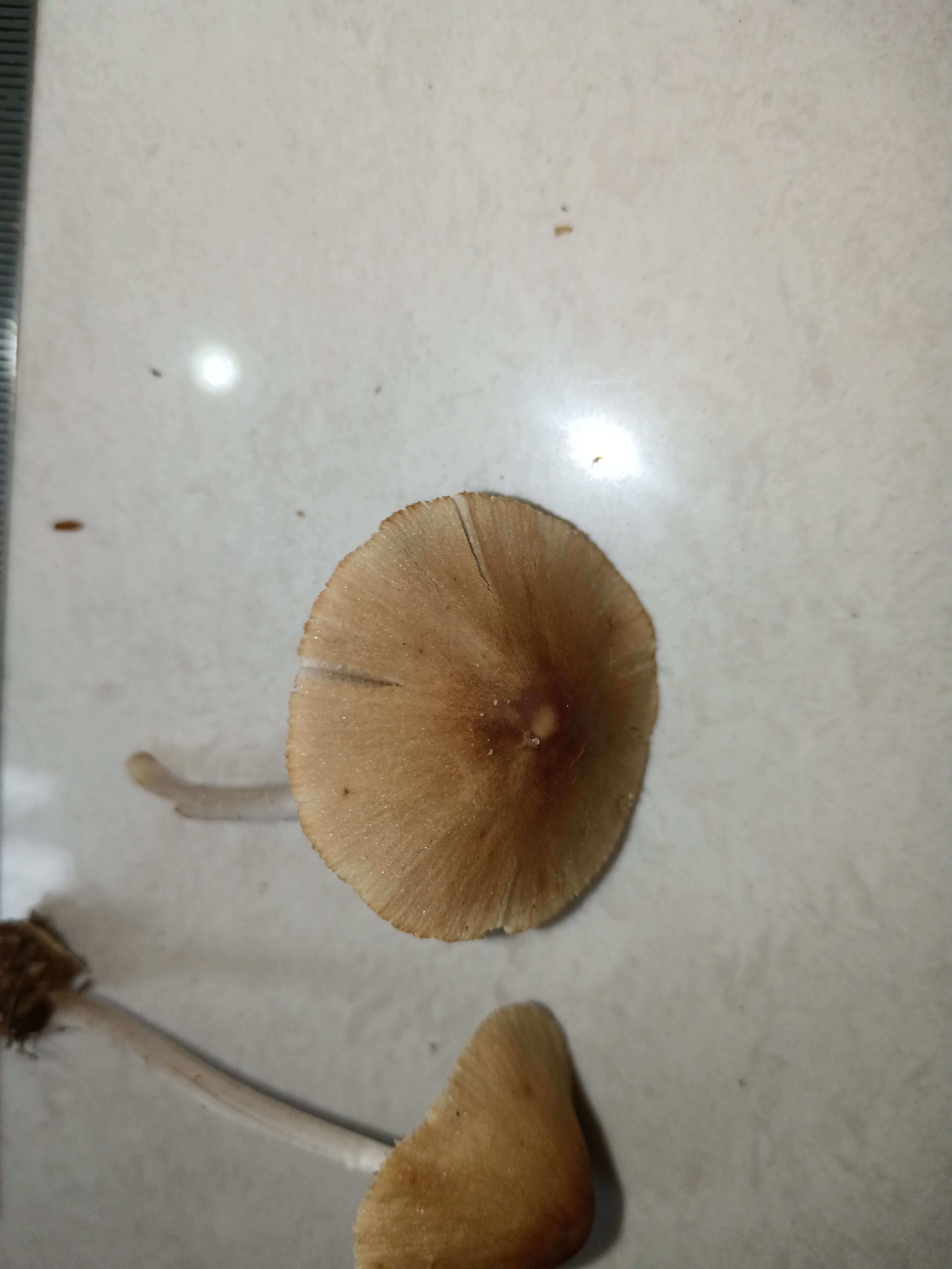 黄白脆柄菇复合群