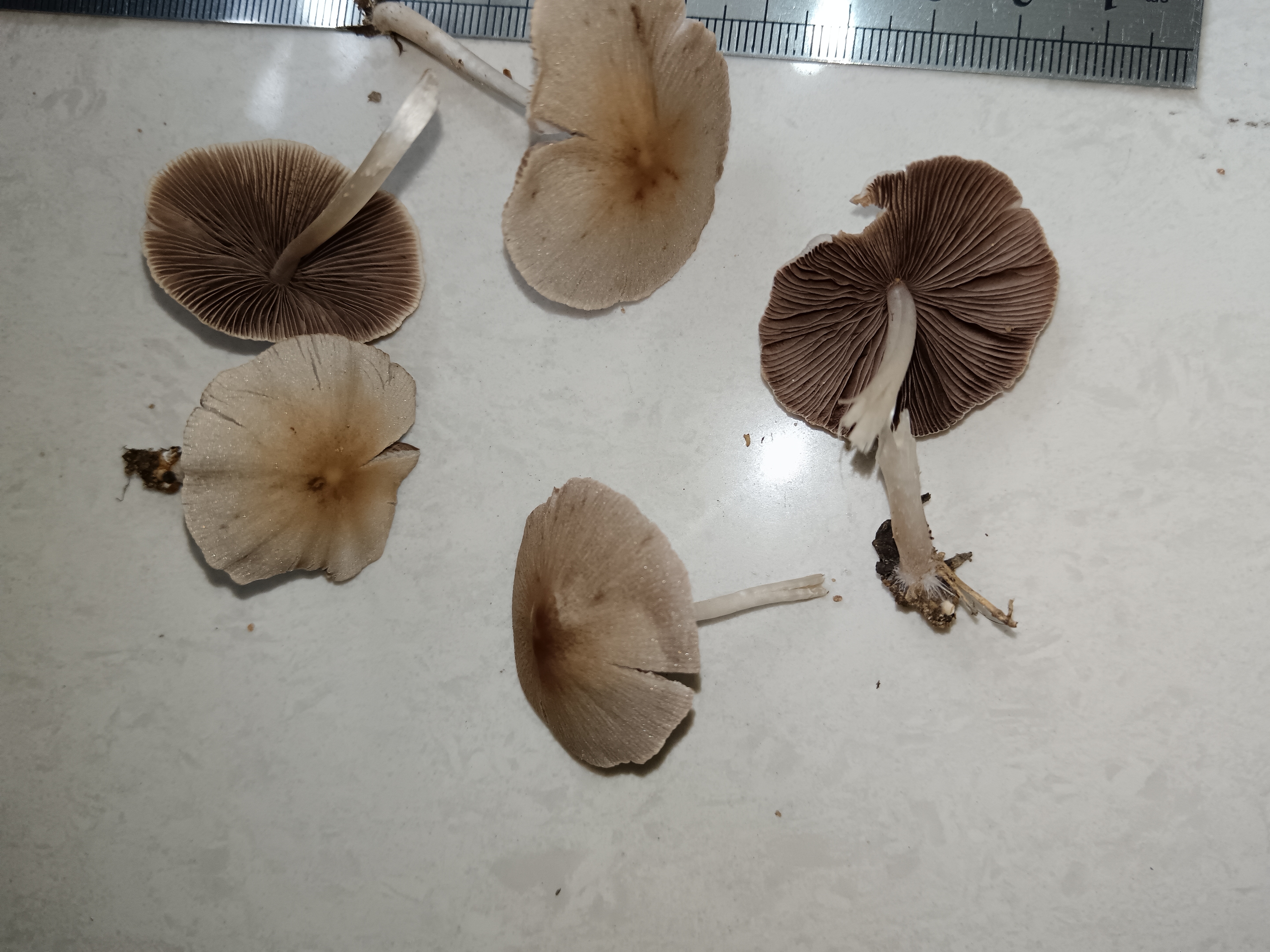 黄白脆柄菇复合群