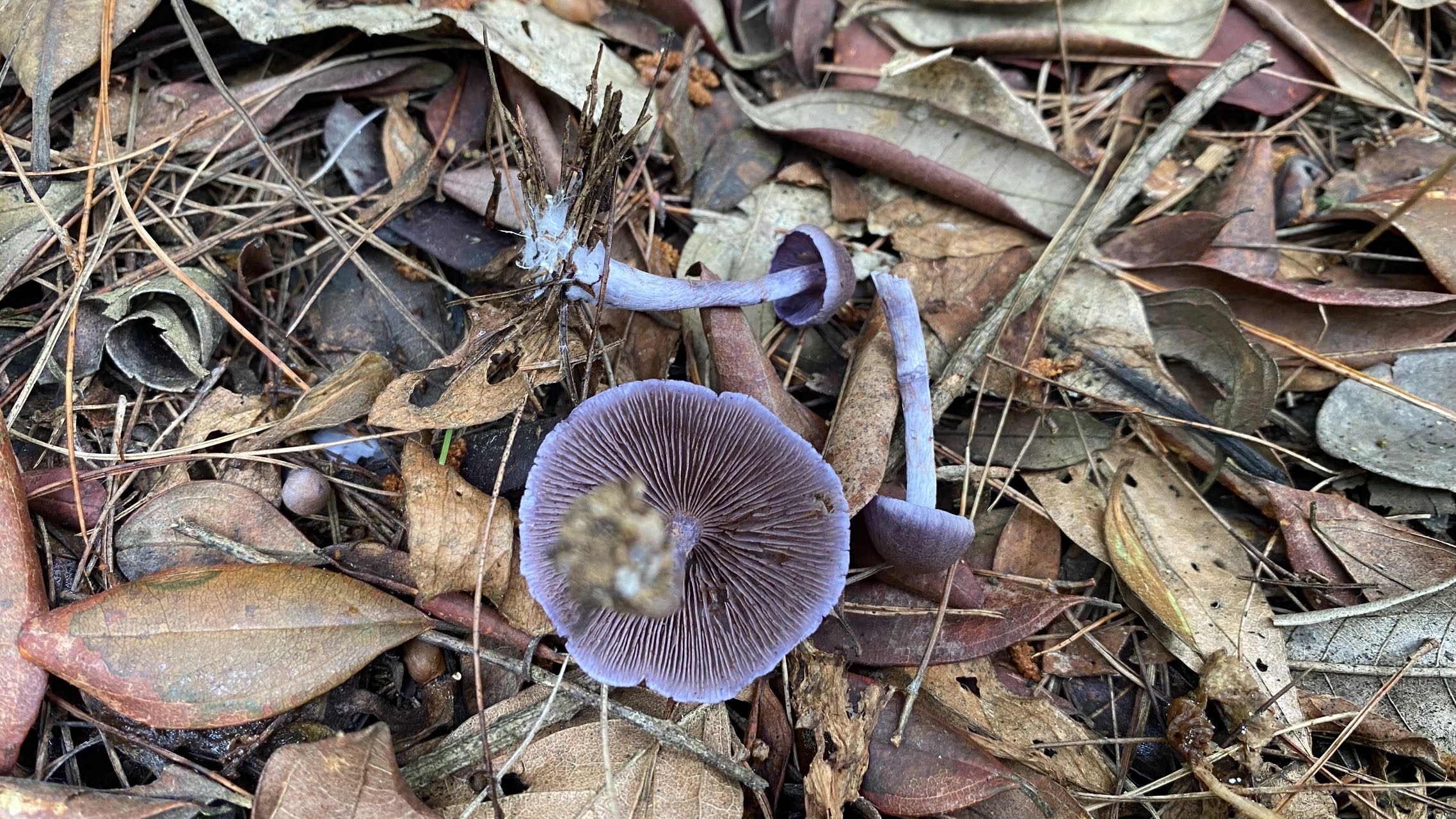 春生异丝膜菌