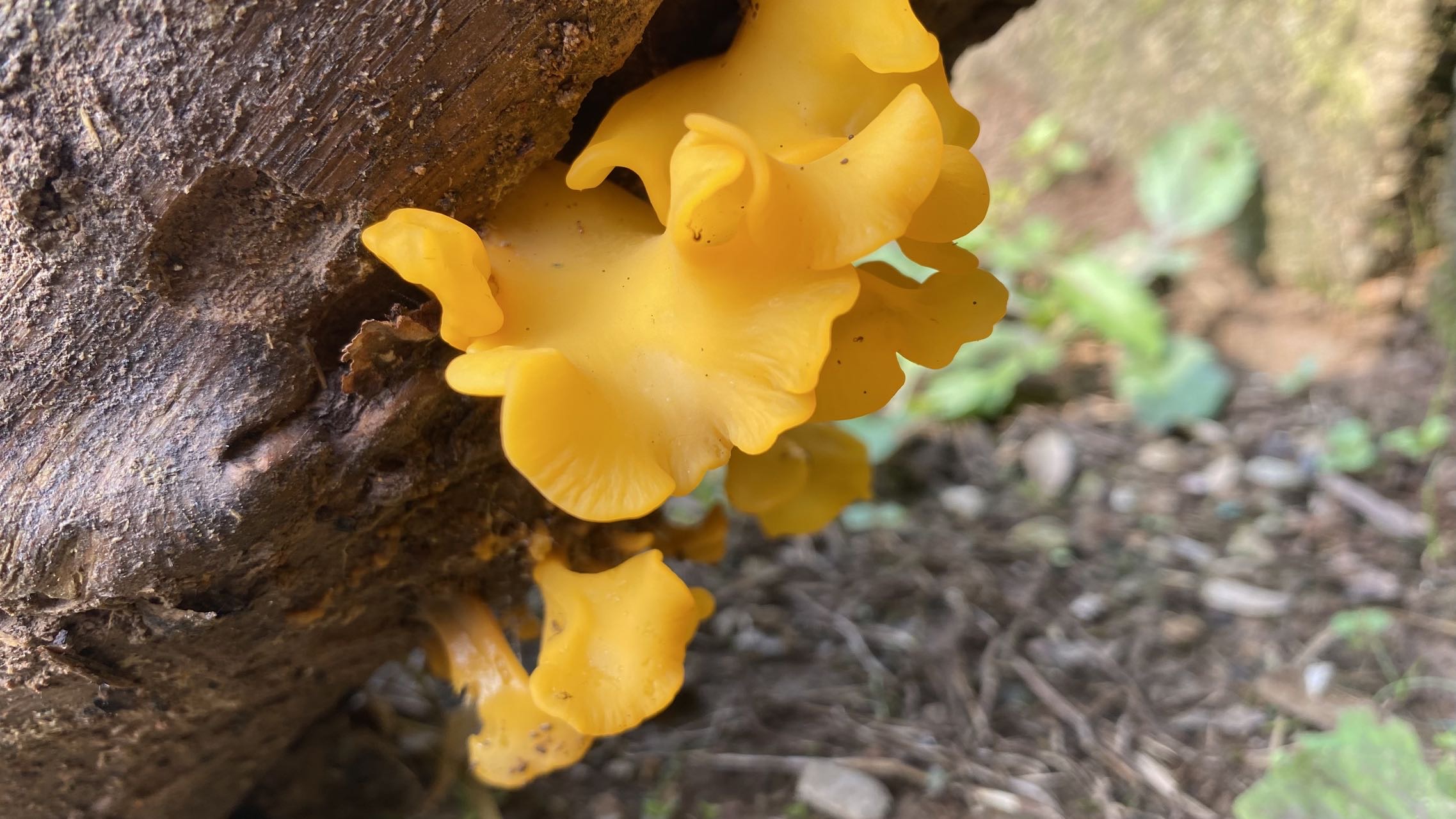 假花耳属一种