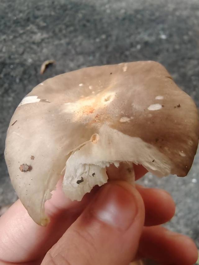 标本照片