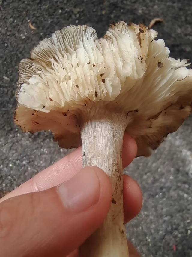标本照片