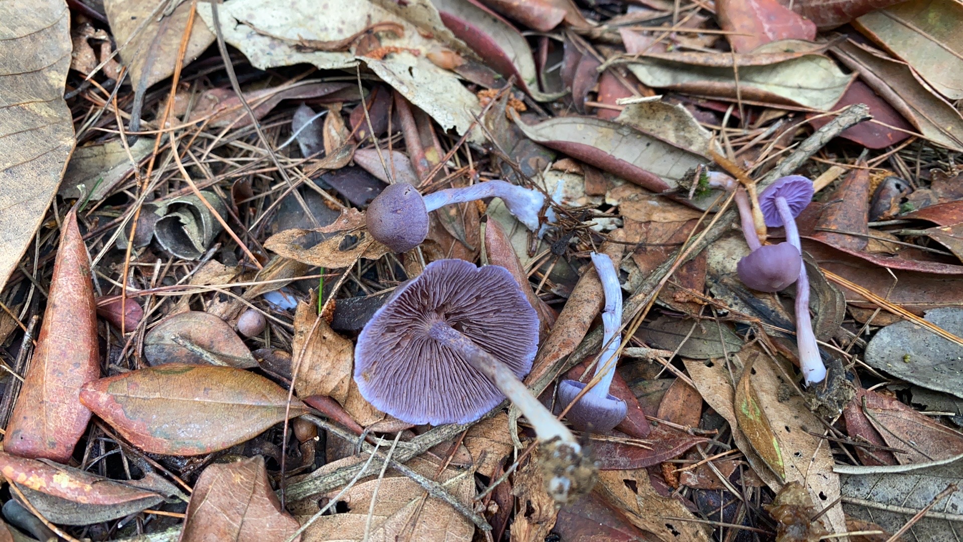 春生异丝膜菌