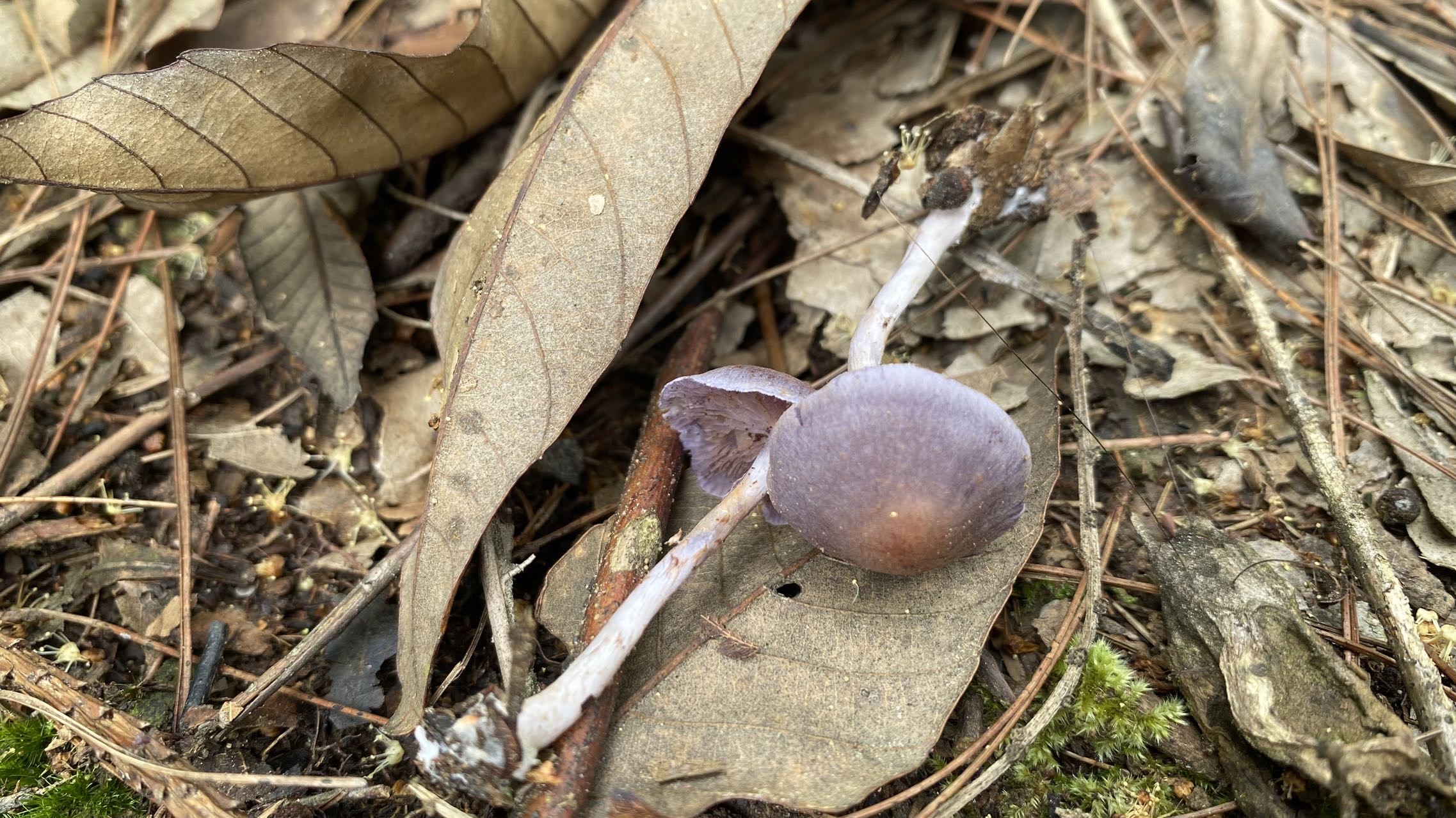 春生异丝膜菌