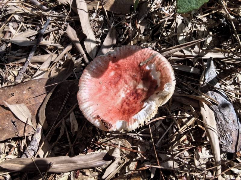 近血红红菇
