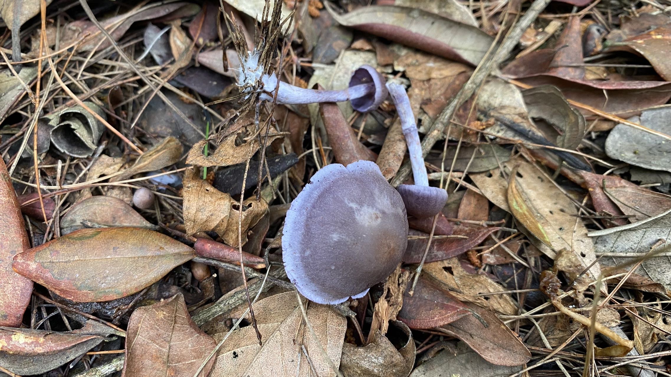 春生异丝膜菌