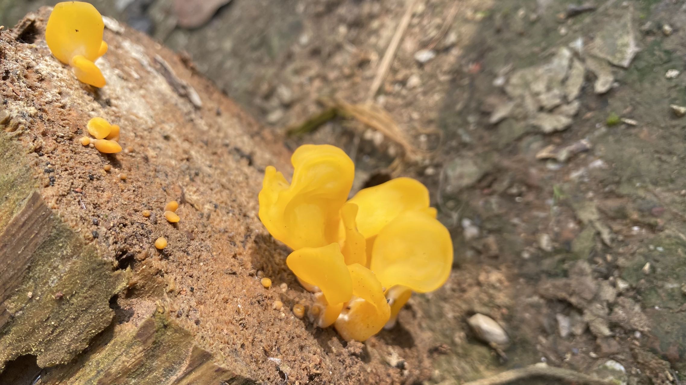 假花耳属一种