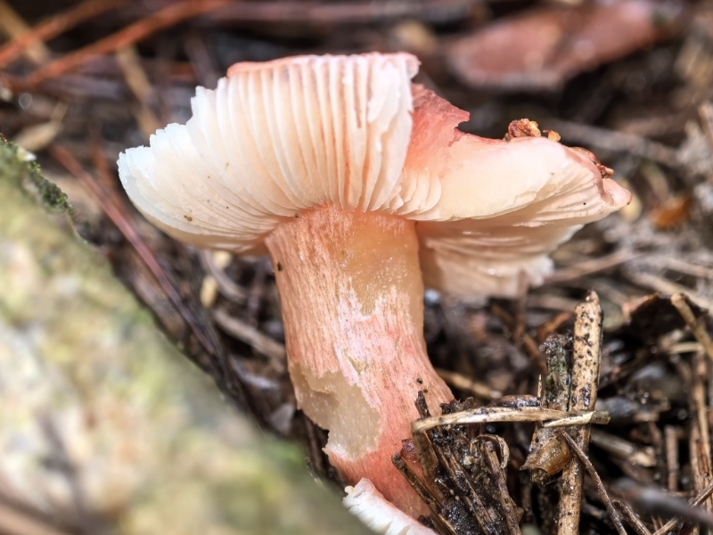 近血红红菇