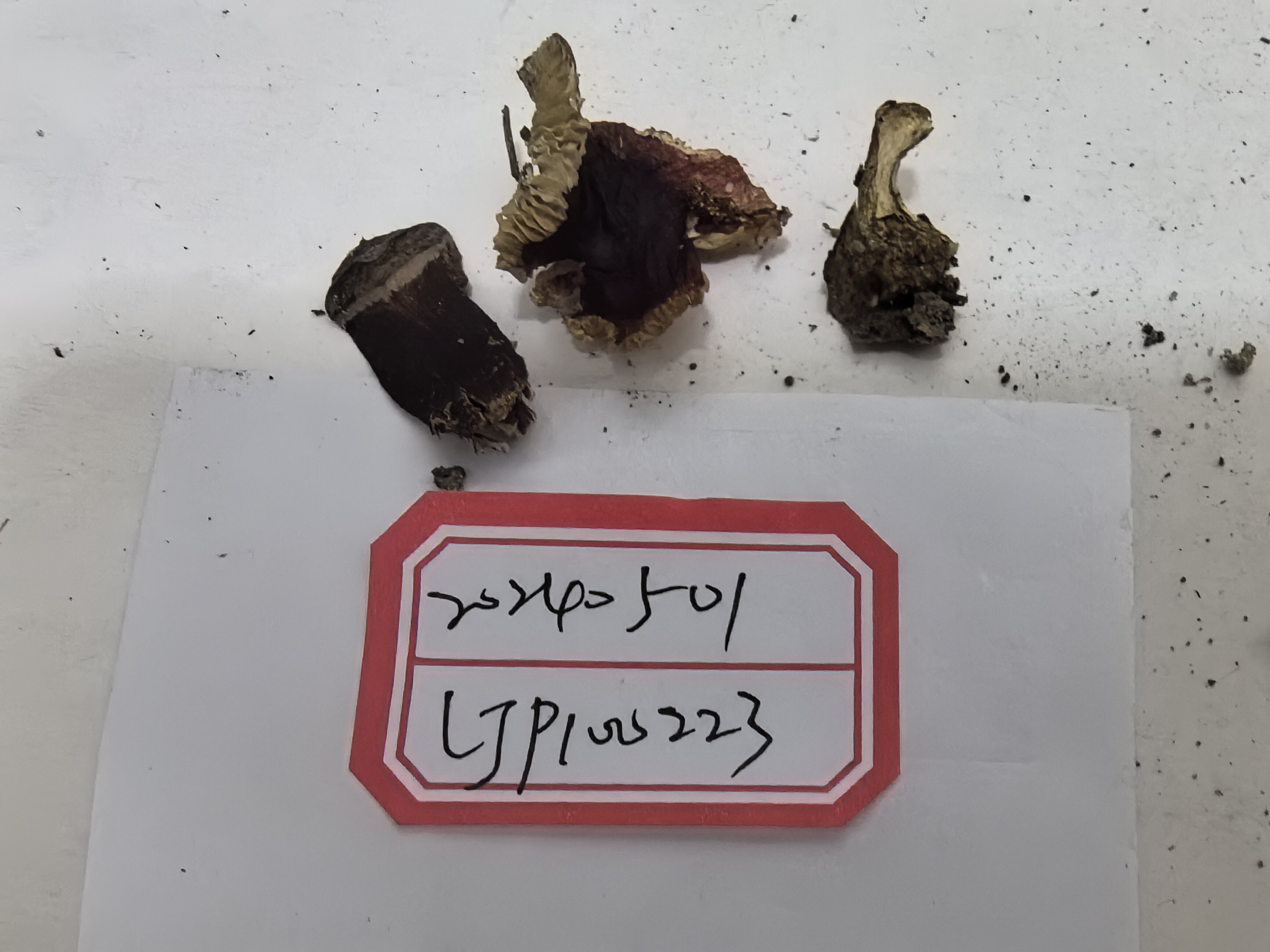 近血红红菇