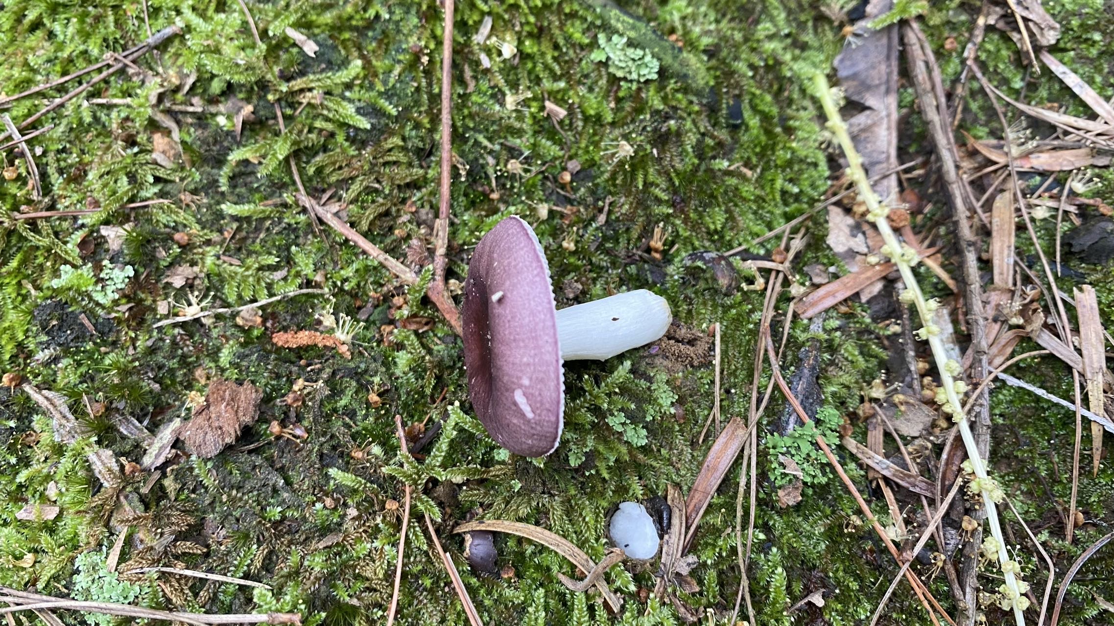 红菇亚属新种