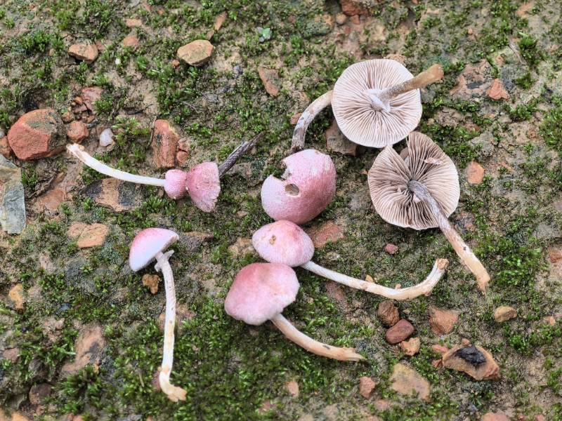 红棕小蘑菇