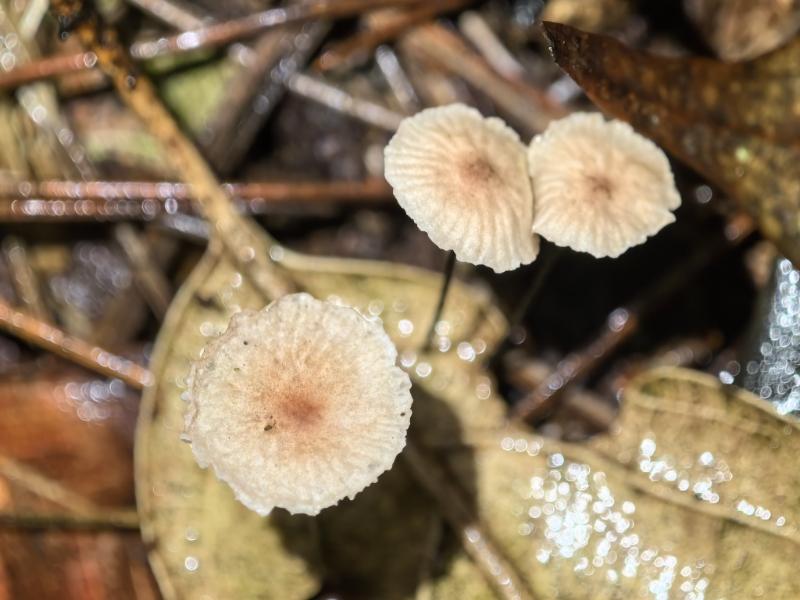 Pseudomarasmius quercophylloides
